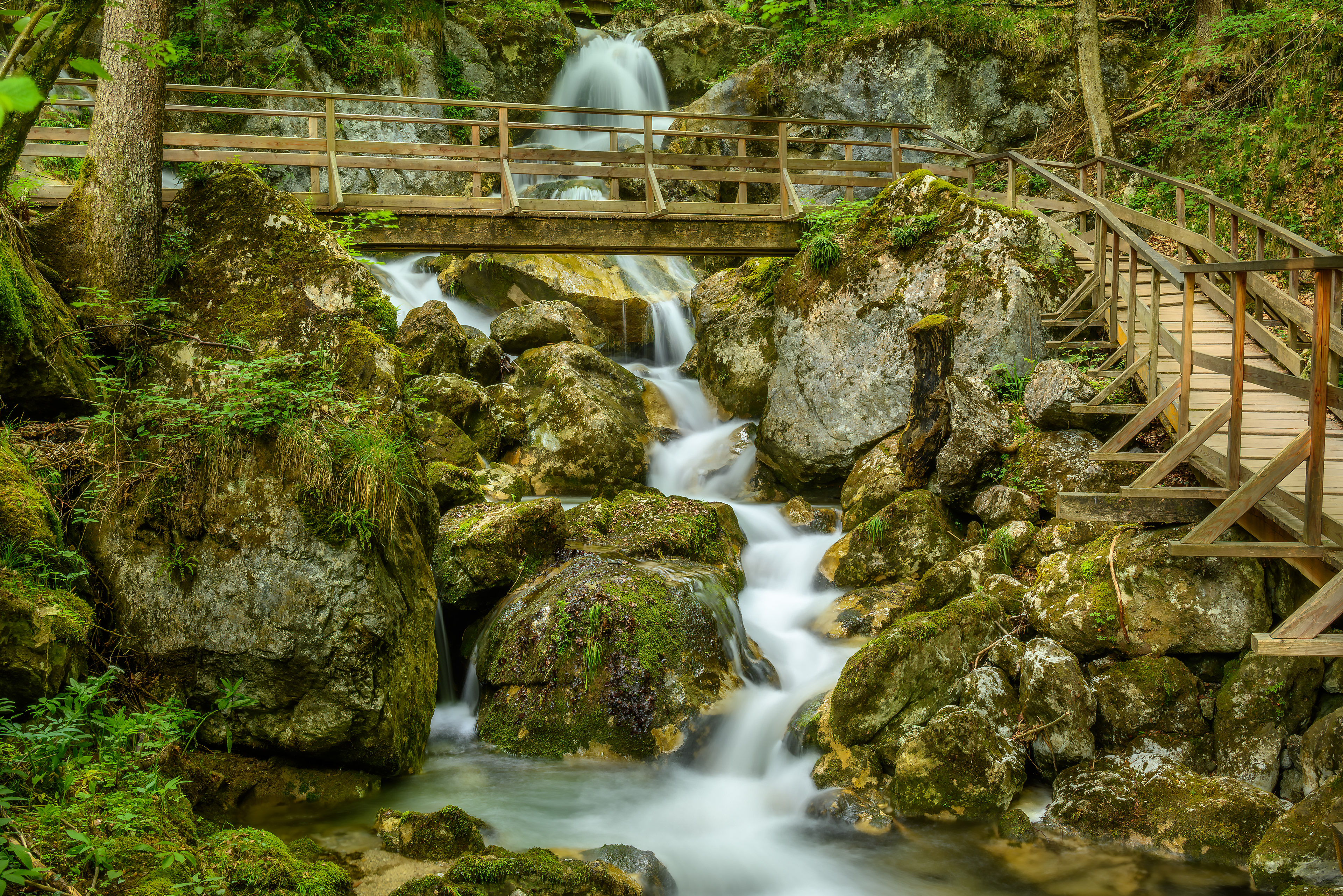 Forest Crossing