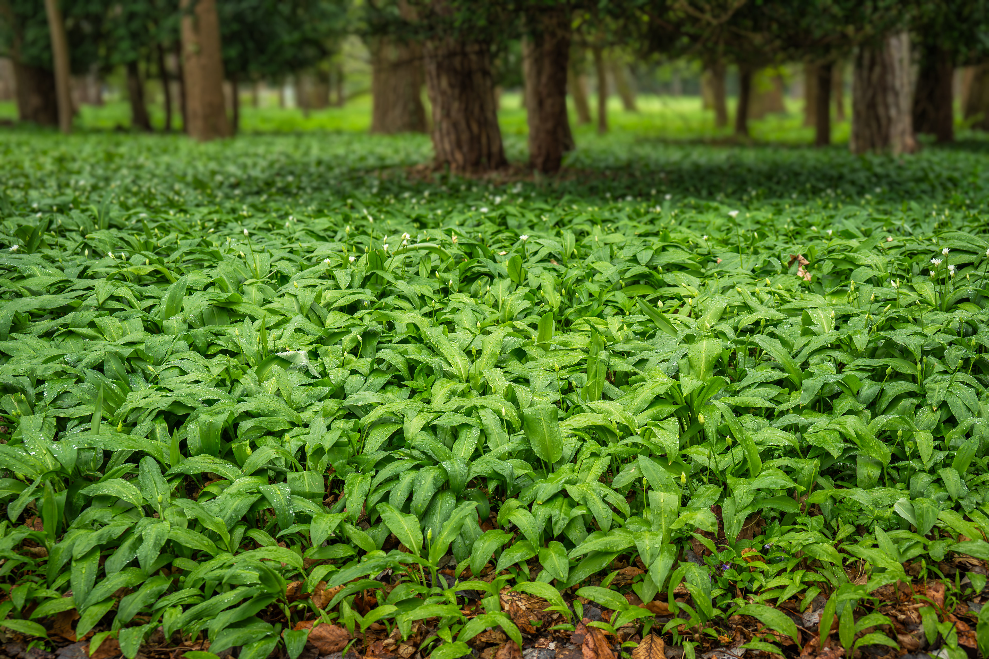 Forest Floor
