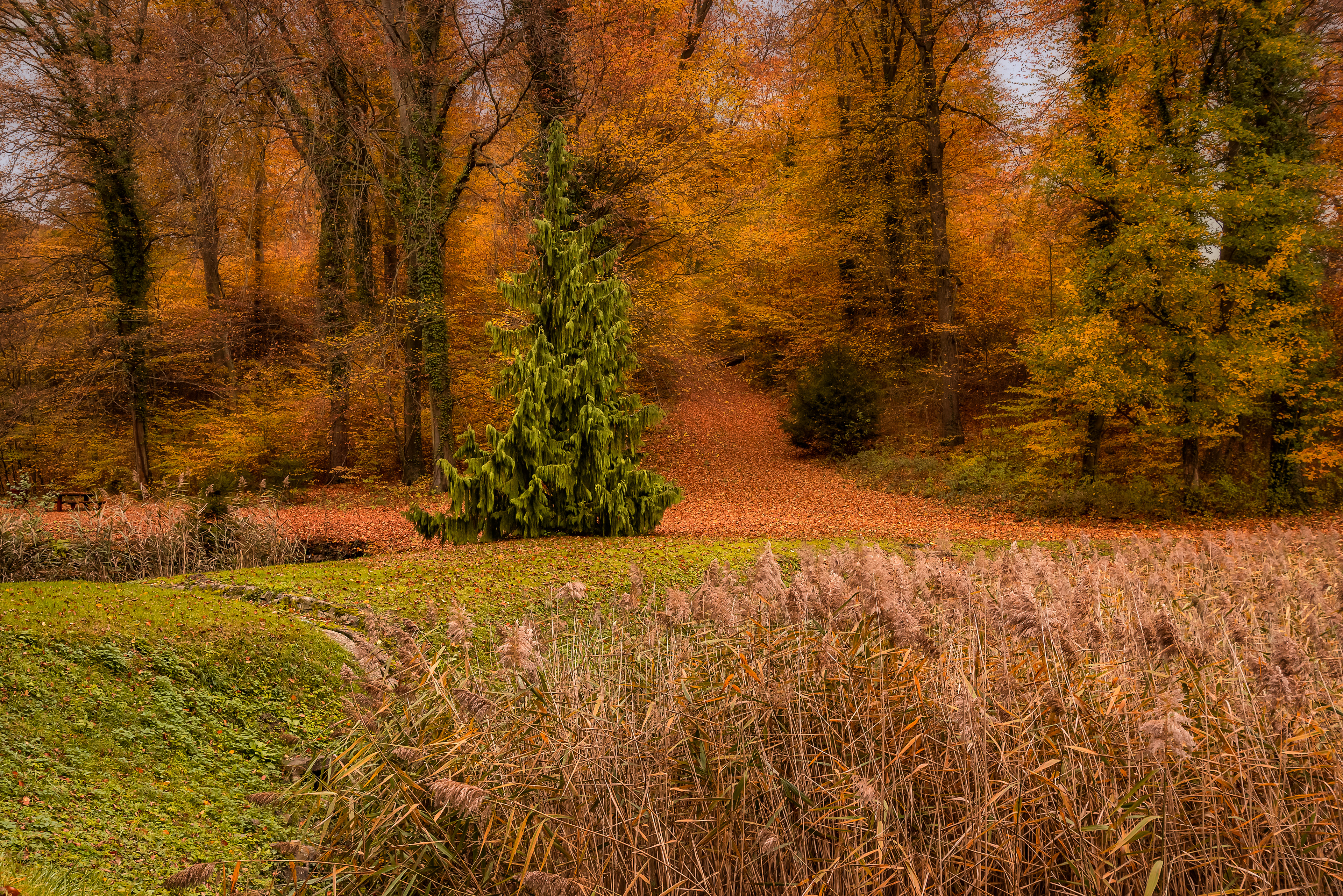 Woodland Stillness