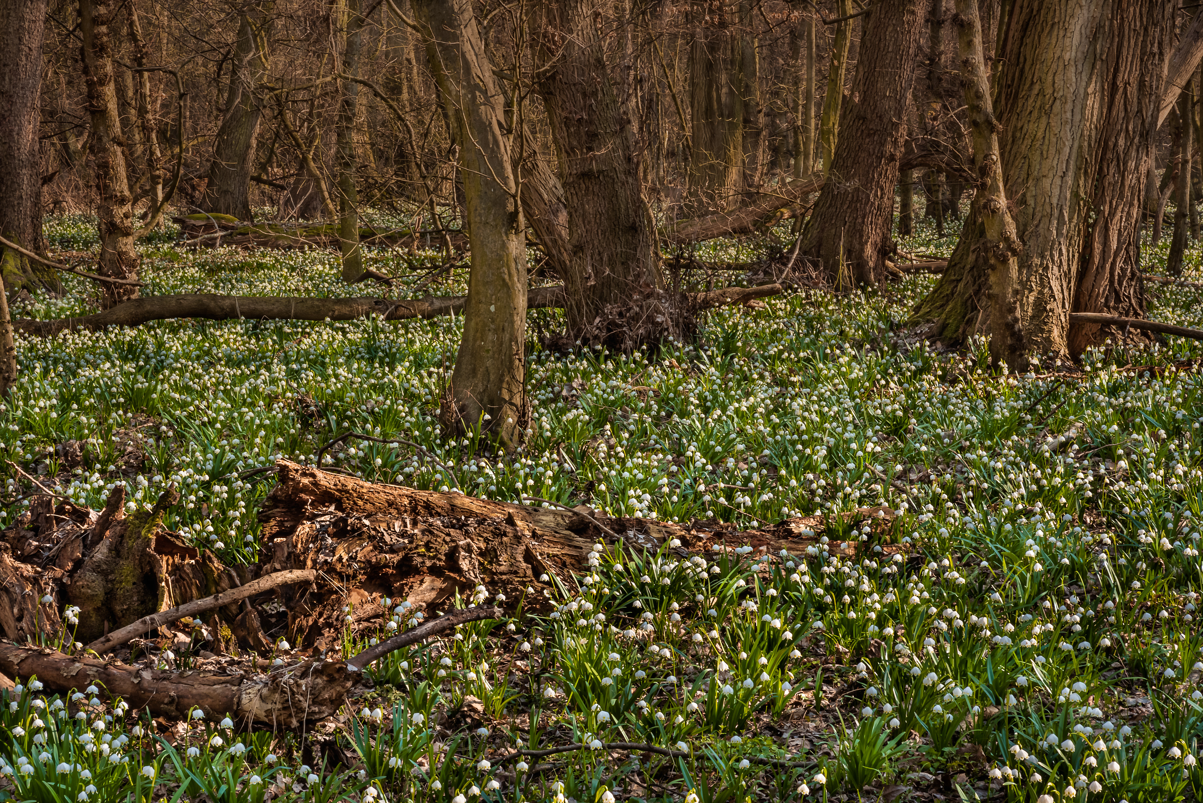 Spring Awakening