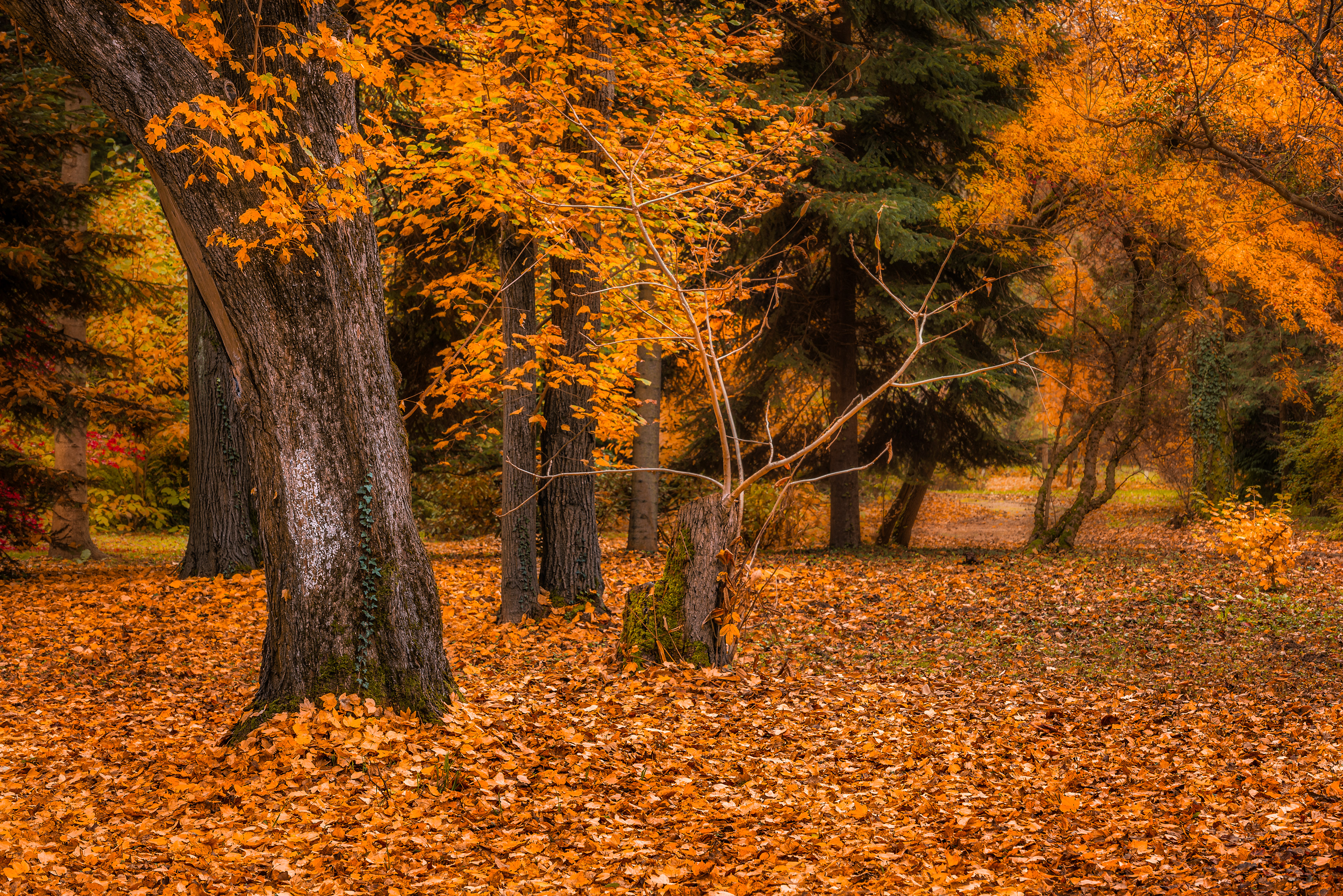 Golden Silence