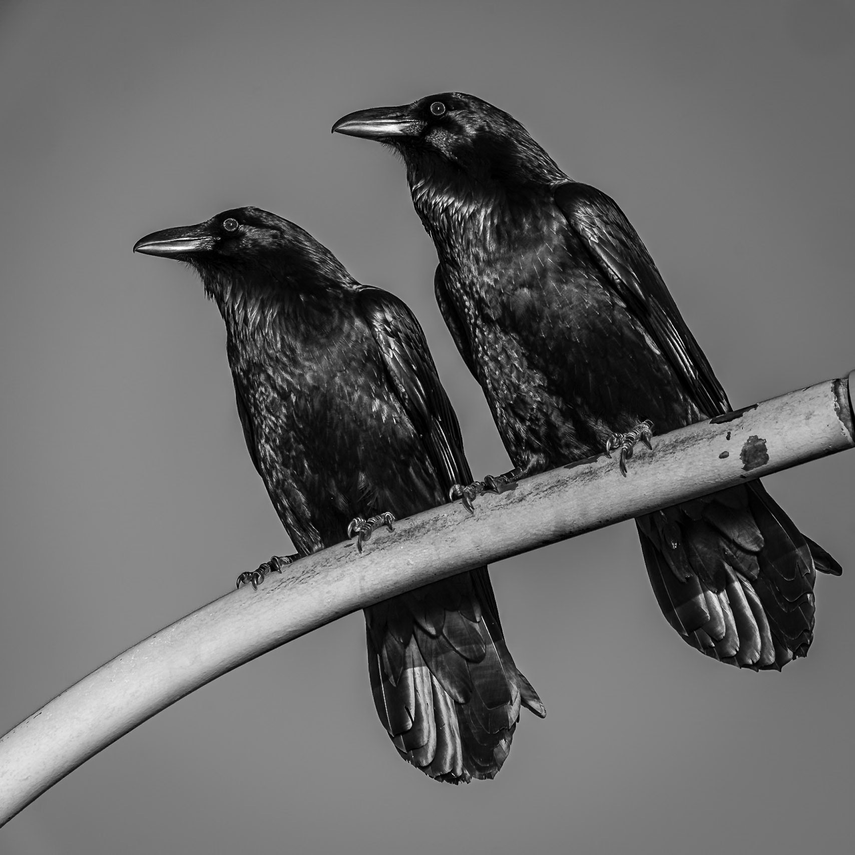 Ravens