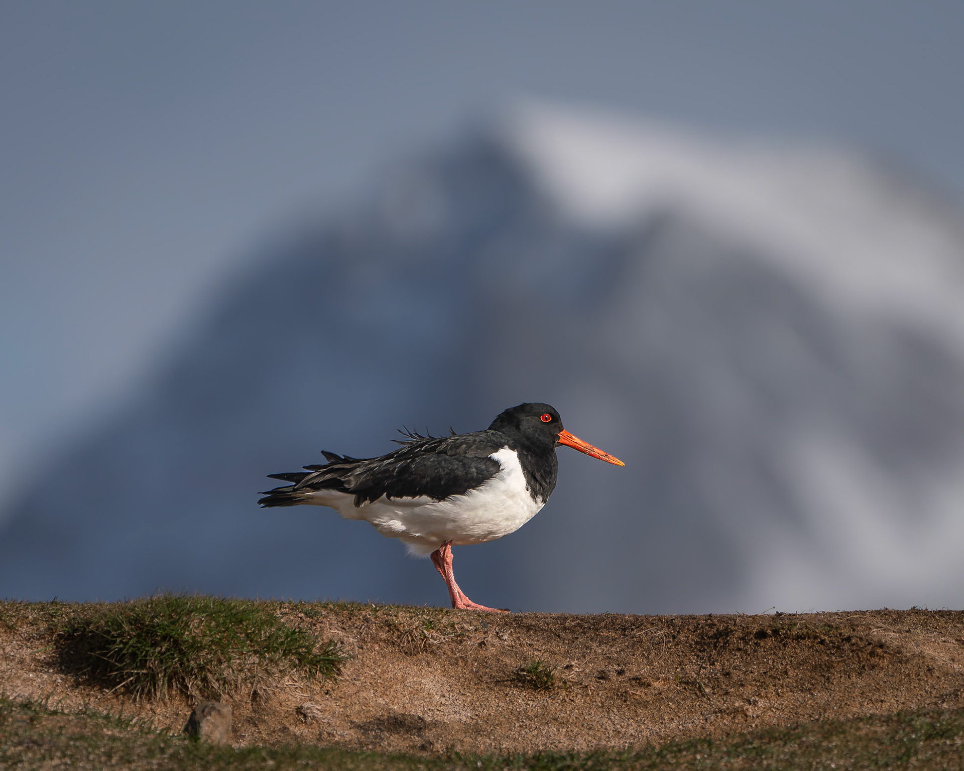 Oystercatcher