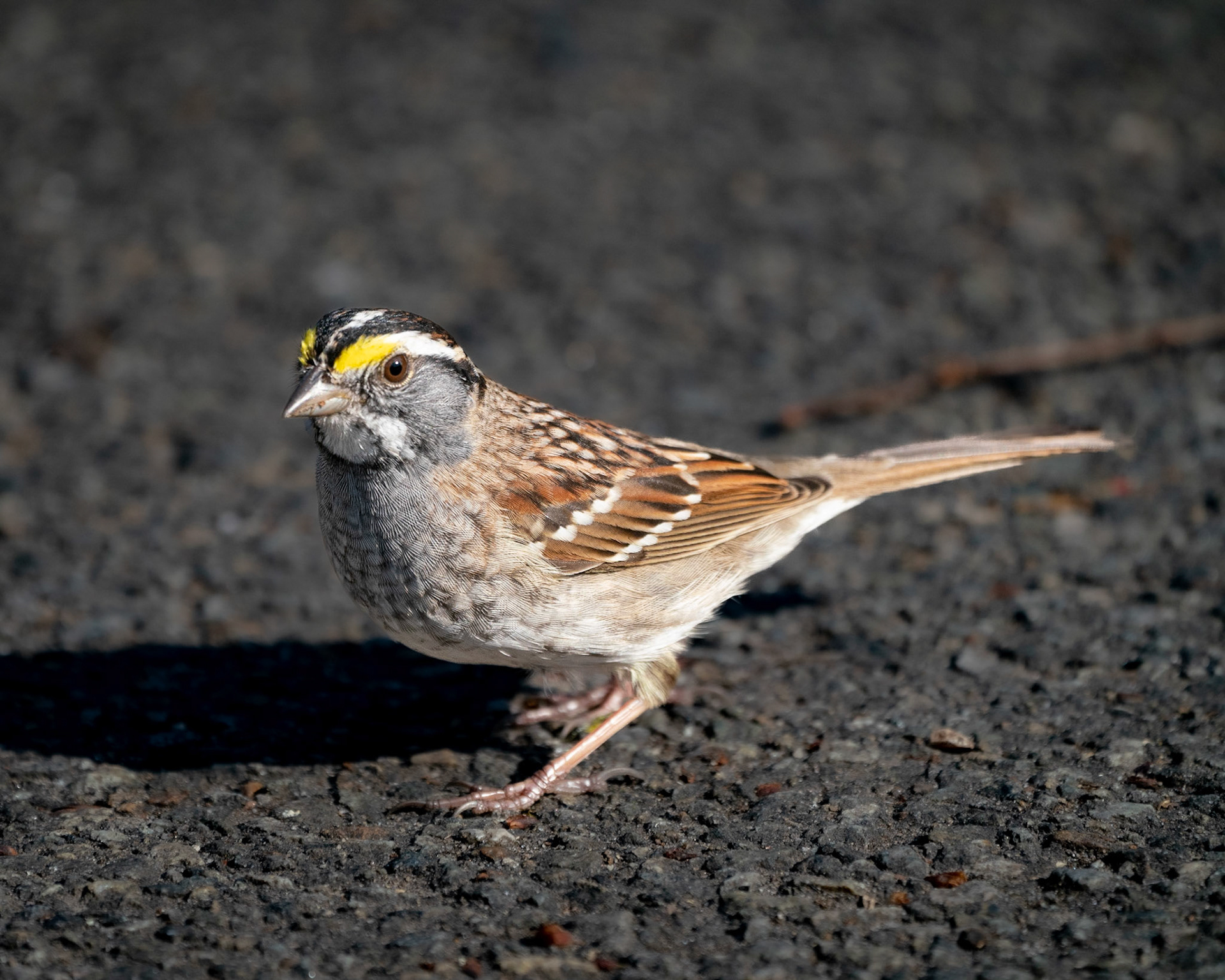White Throated Sparrow