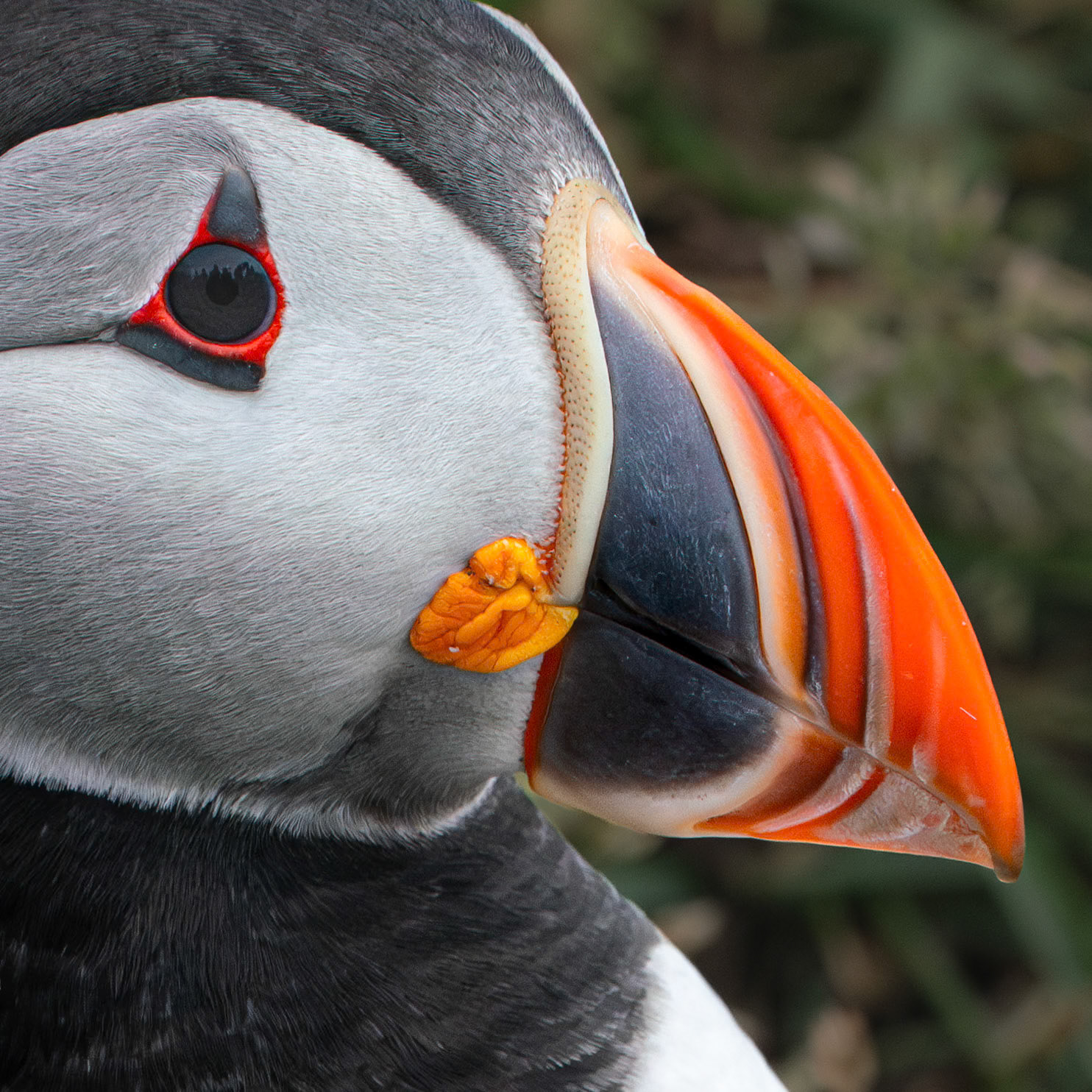 Puffin