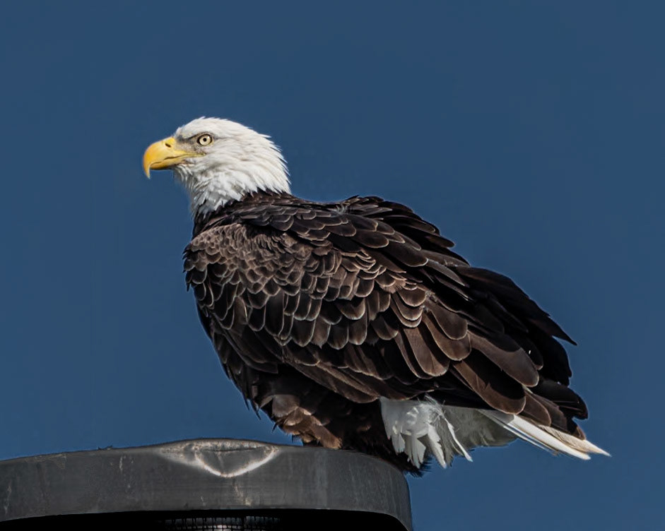 Bald Eagle