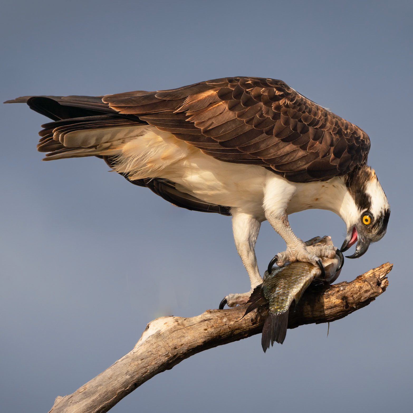 Osprey with Bass