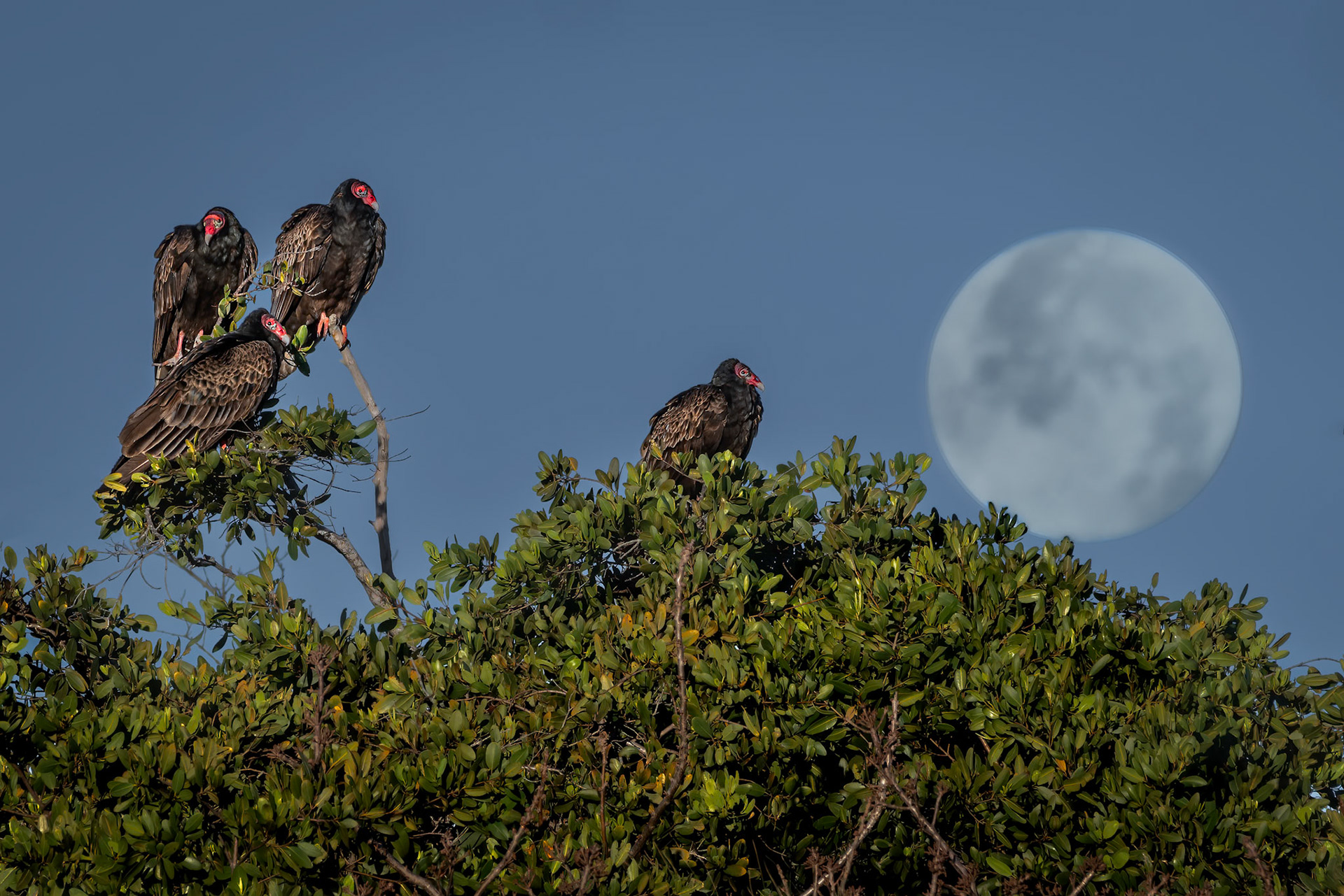 Turkey Vultures
