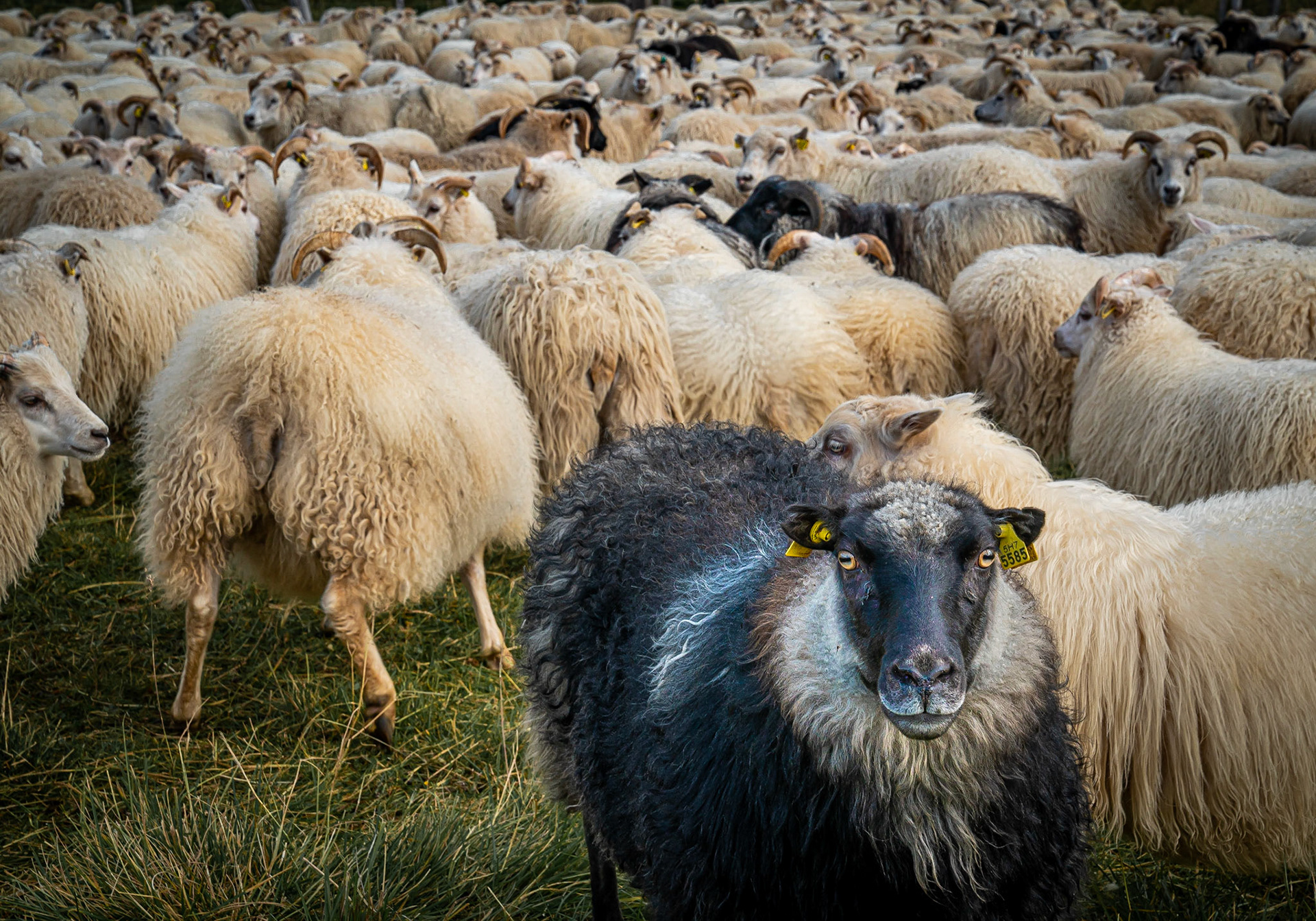 Sheep, Iceland