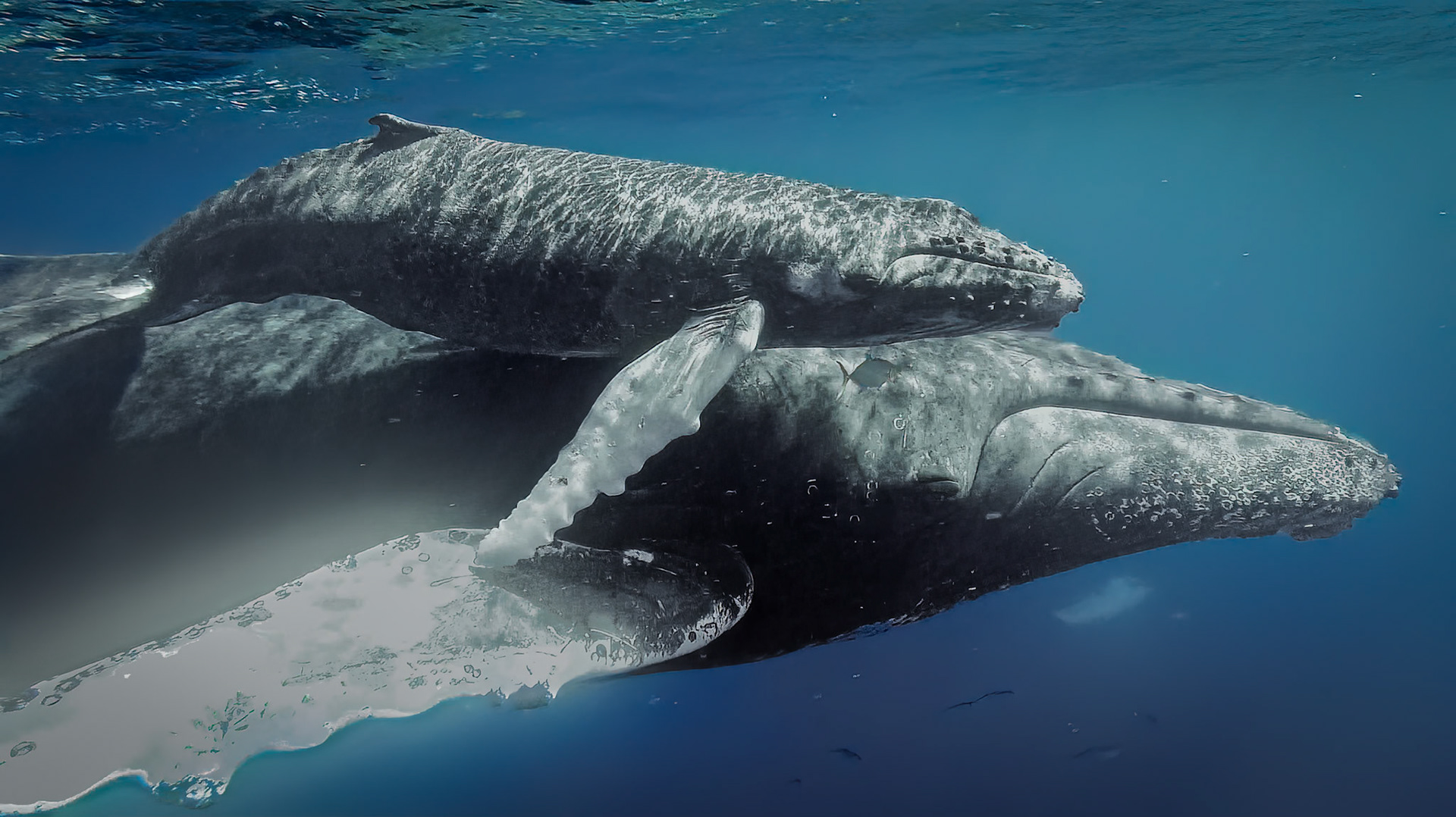 Humpbacks, the Silver Bank