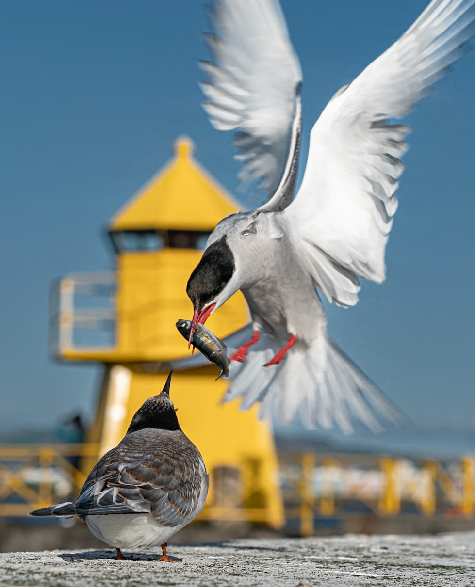 Arctic Tern