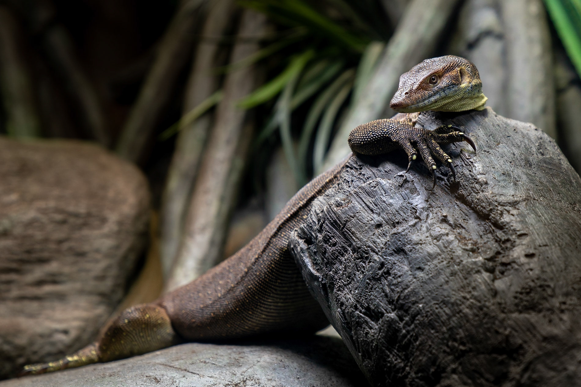 Tree Monitor