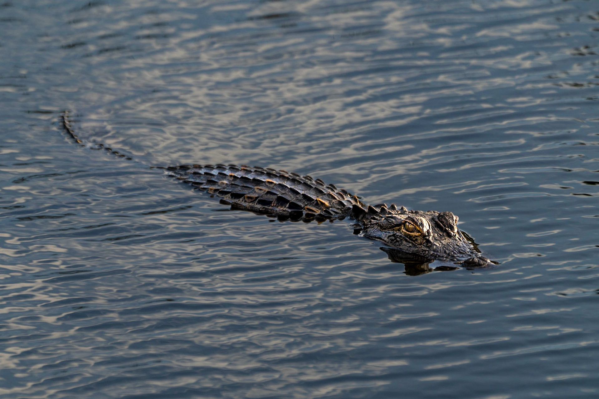 Alligator