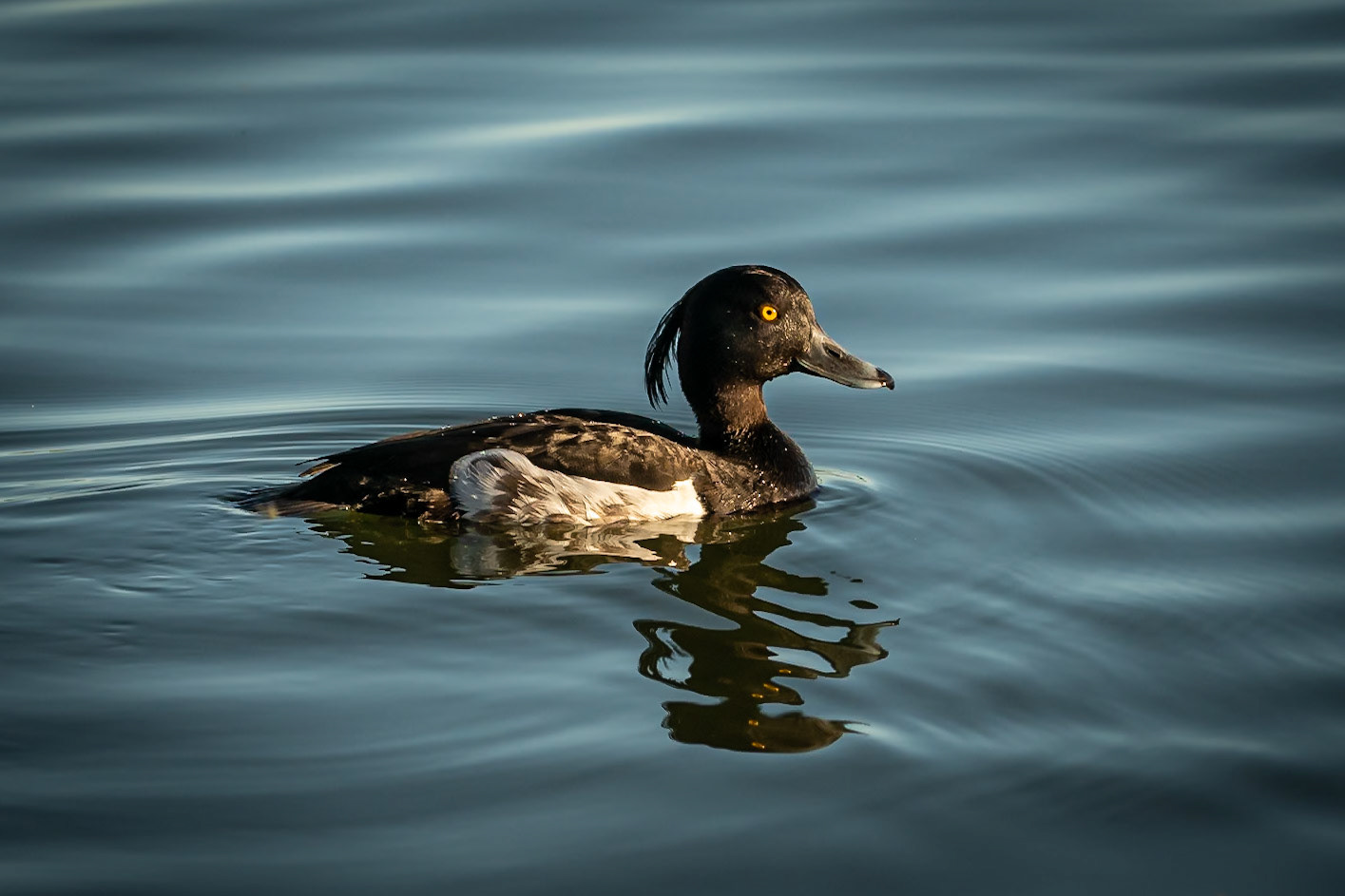 Tufted Duck