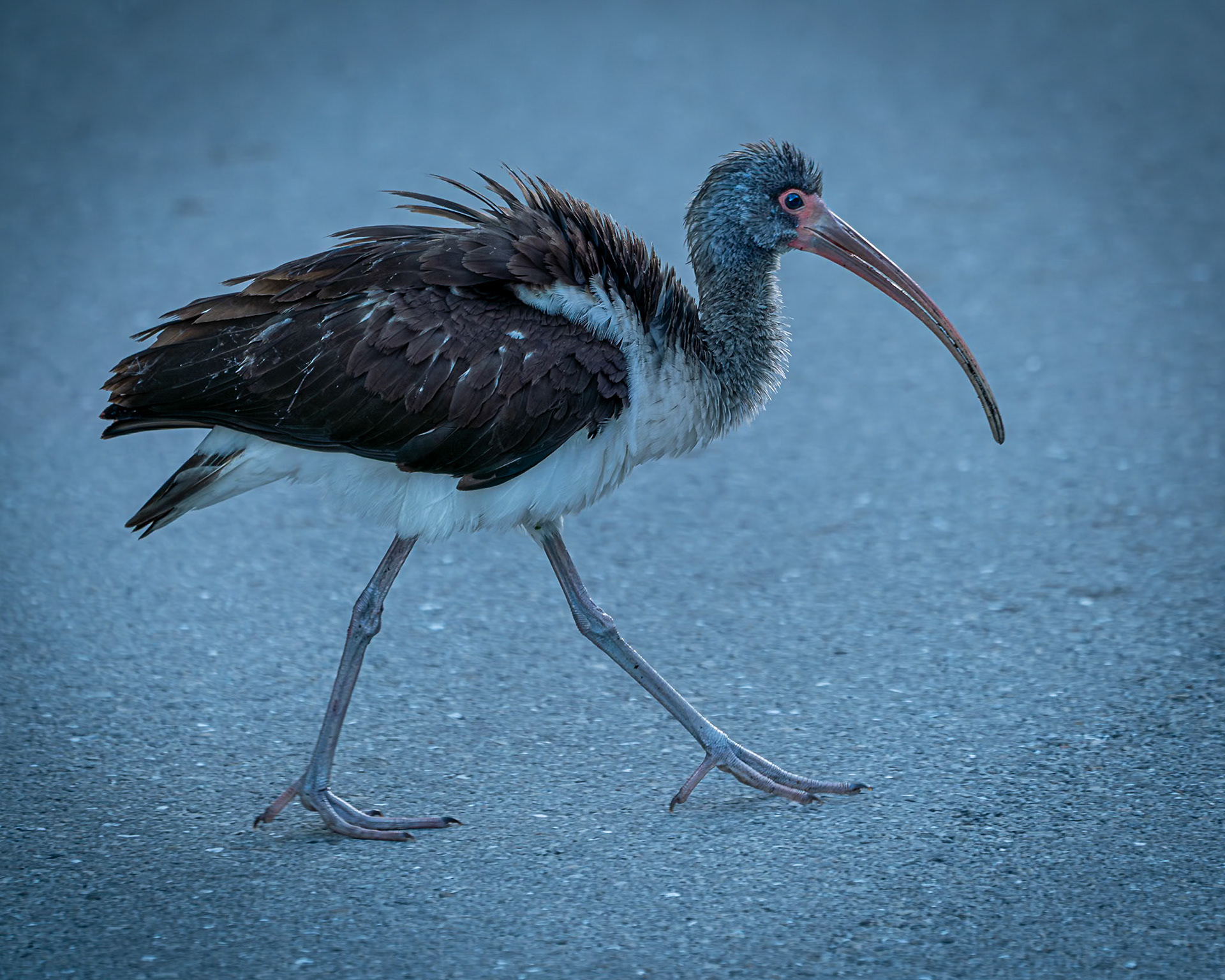 Ibis