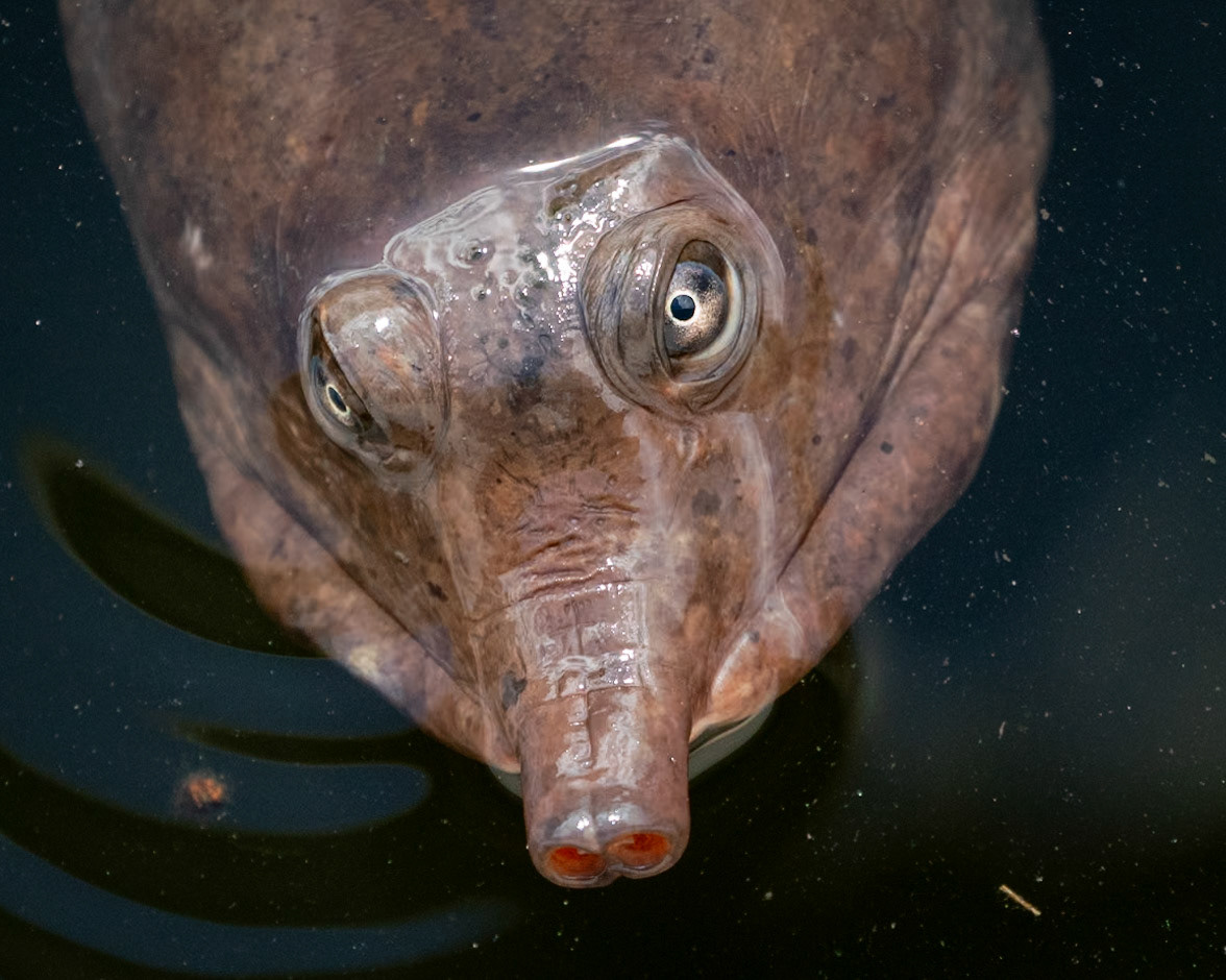 Snapping Turtle