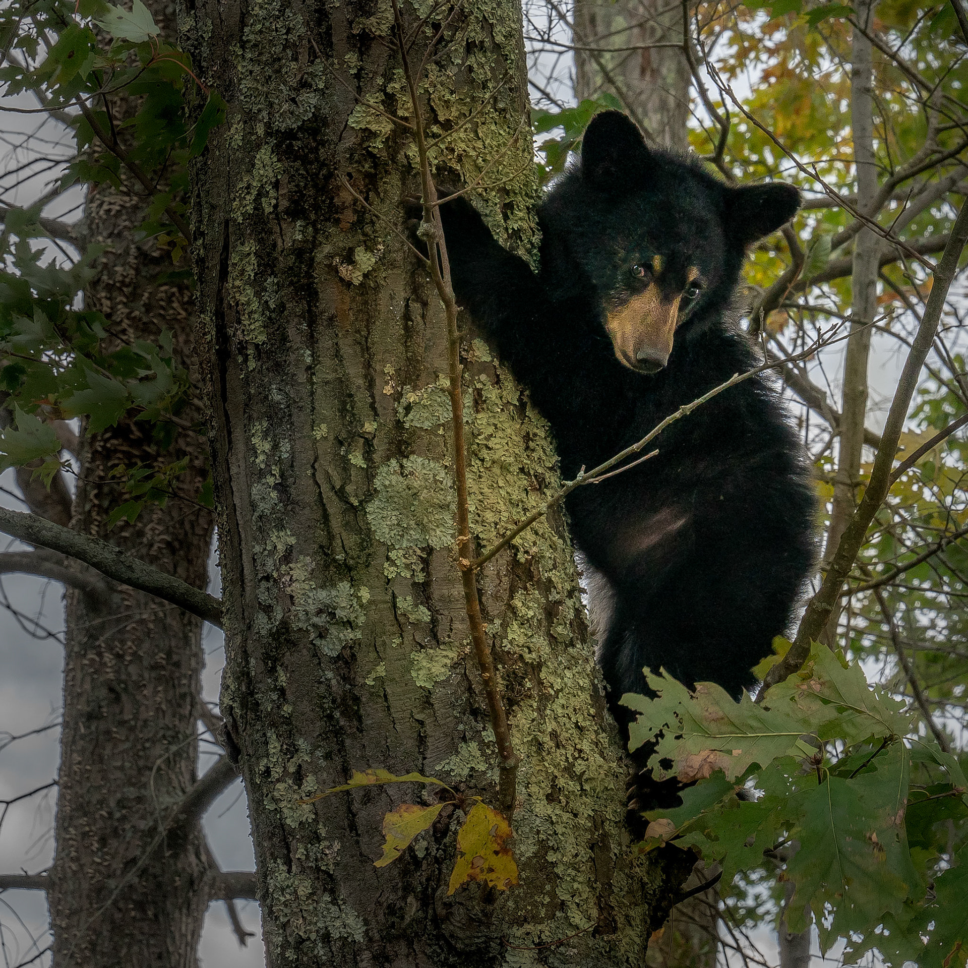Black Bear