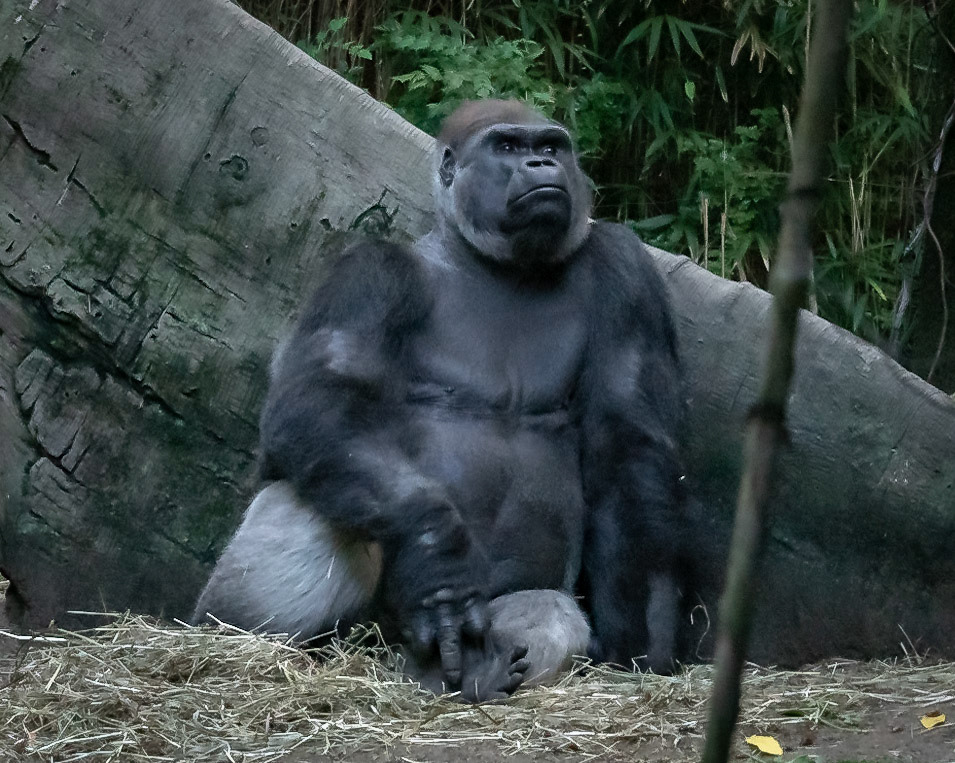 Gorilla