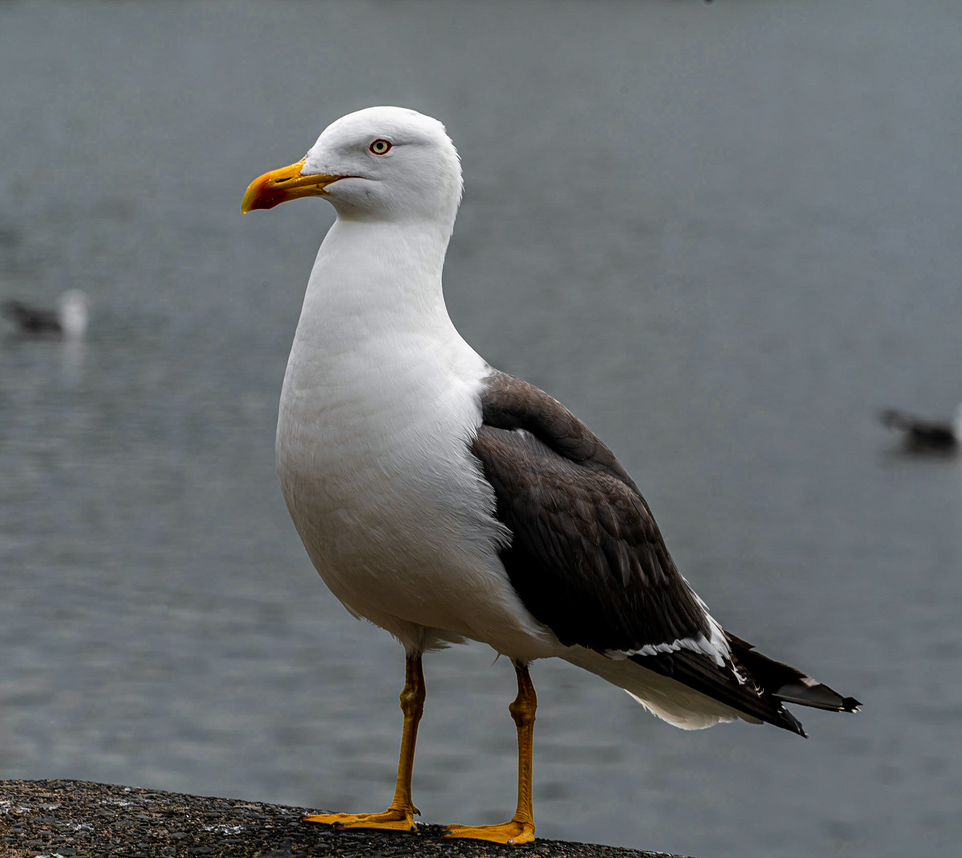 Iceland Gull