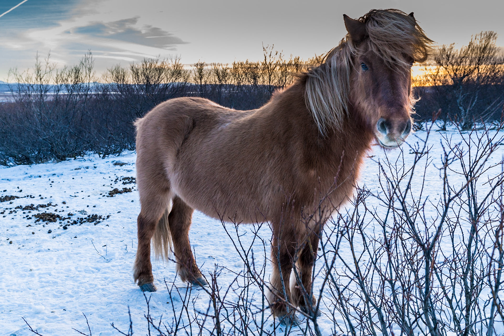 Horse, southern Iceland