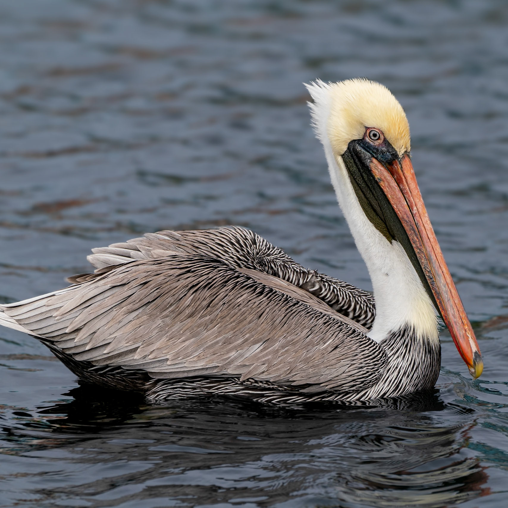 Brown Pelican