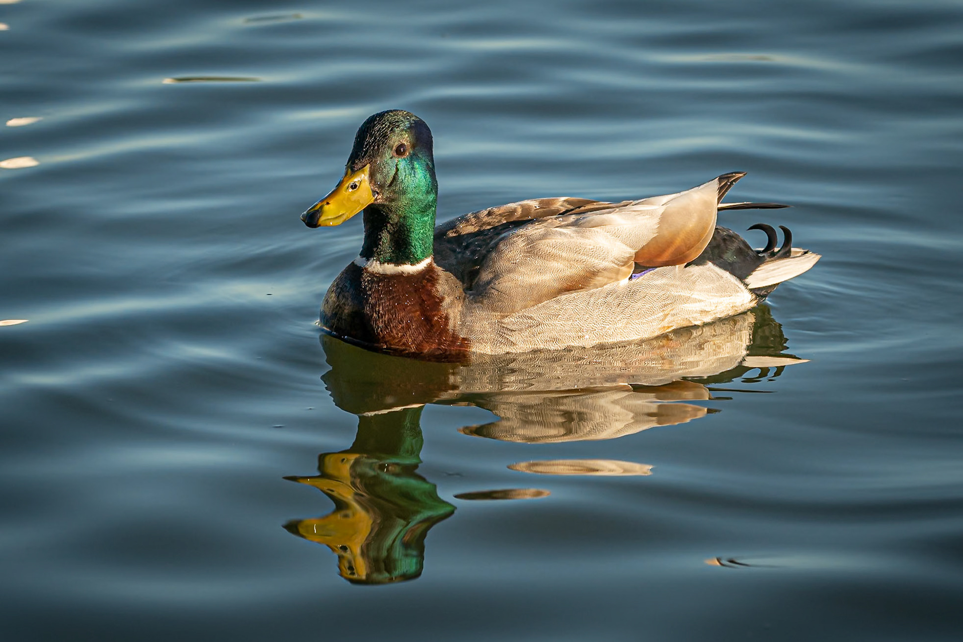 Mallard