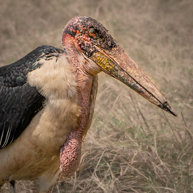 Marabou Stork