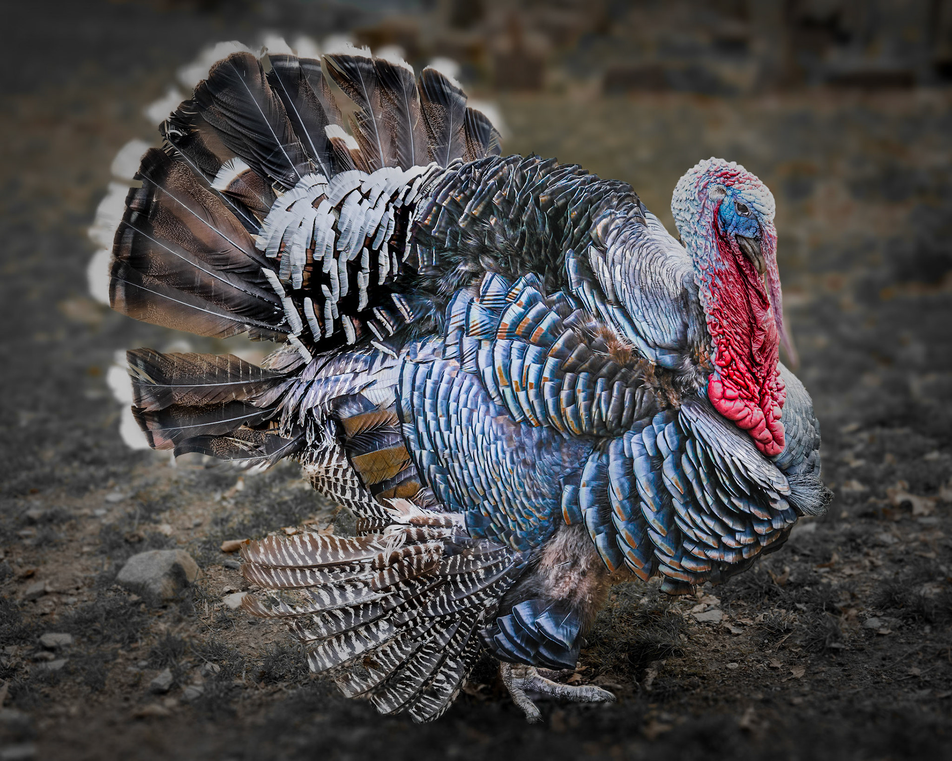 Turkey