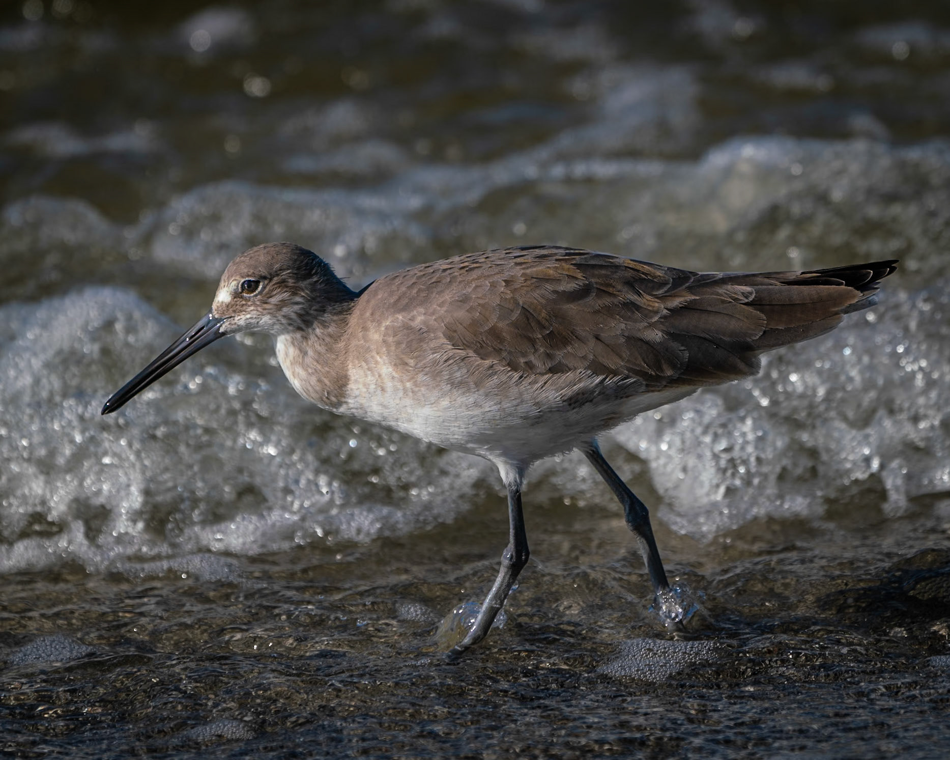 Snipe