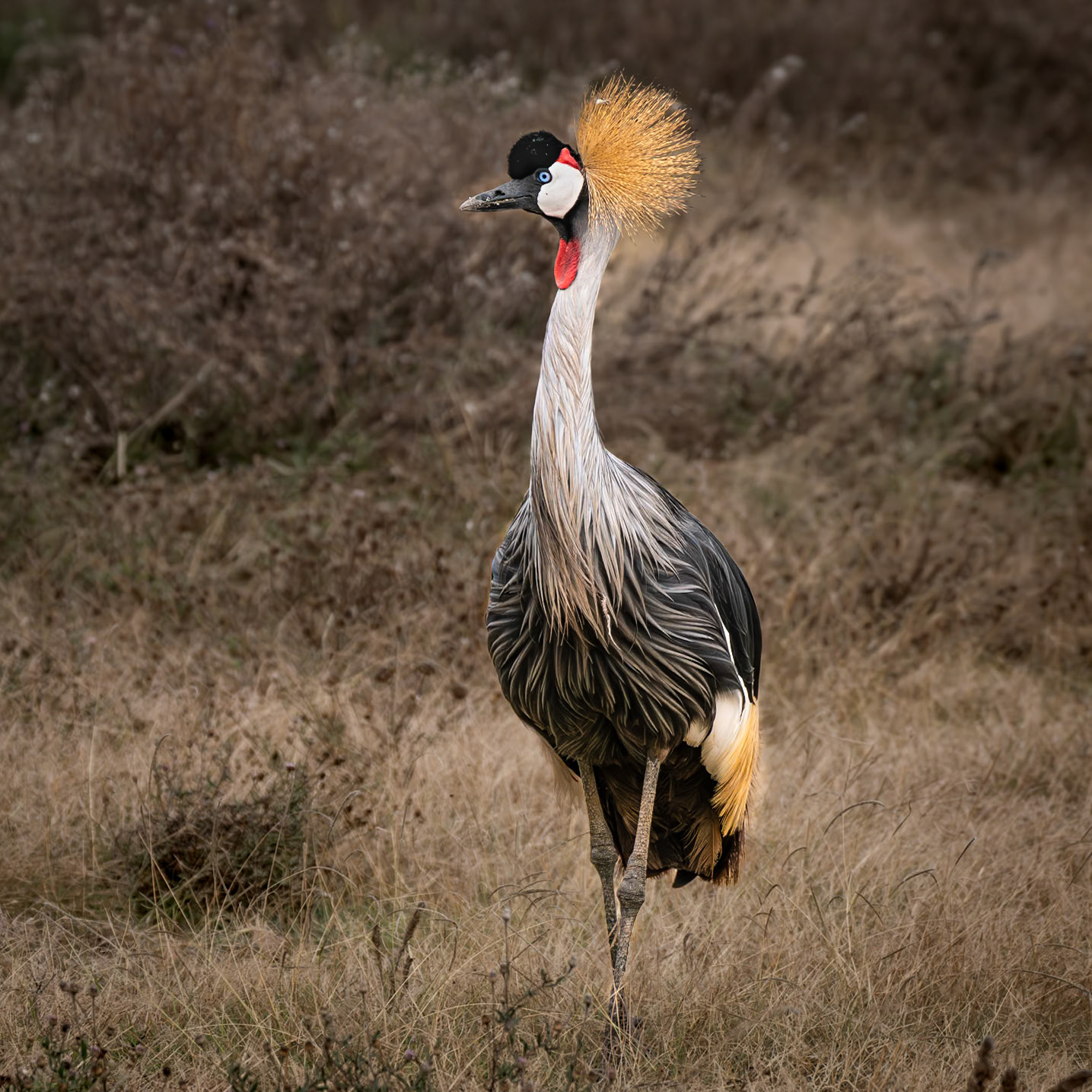 Grey-crowned Crane