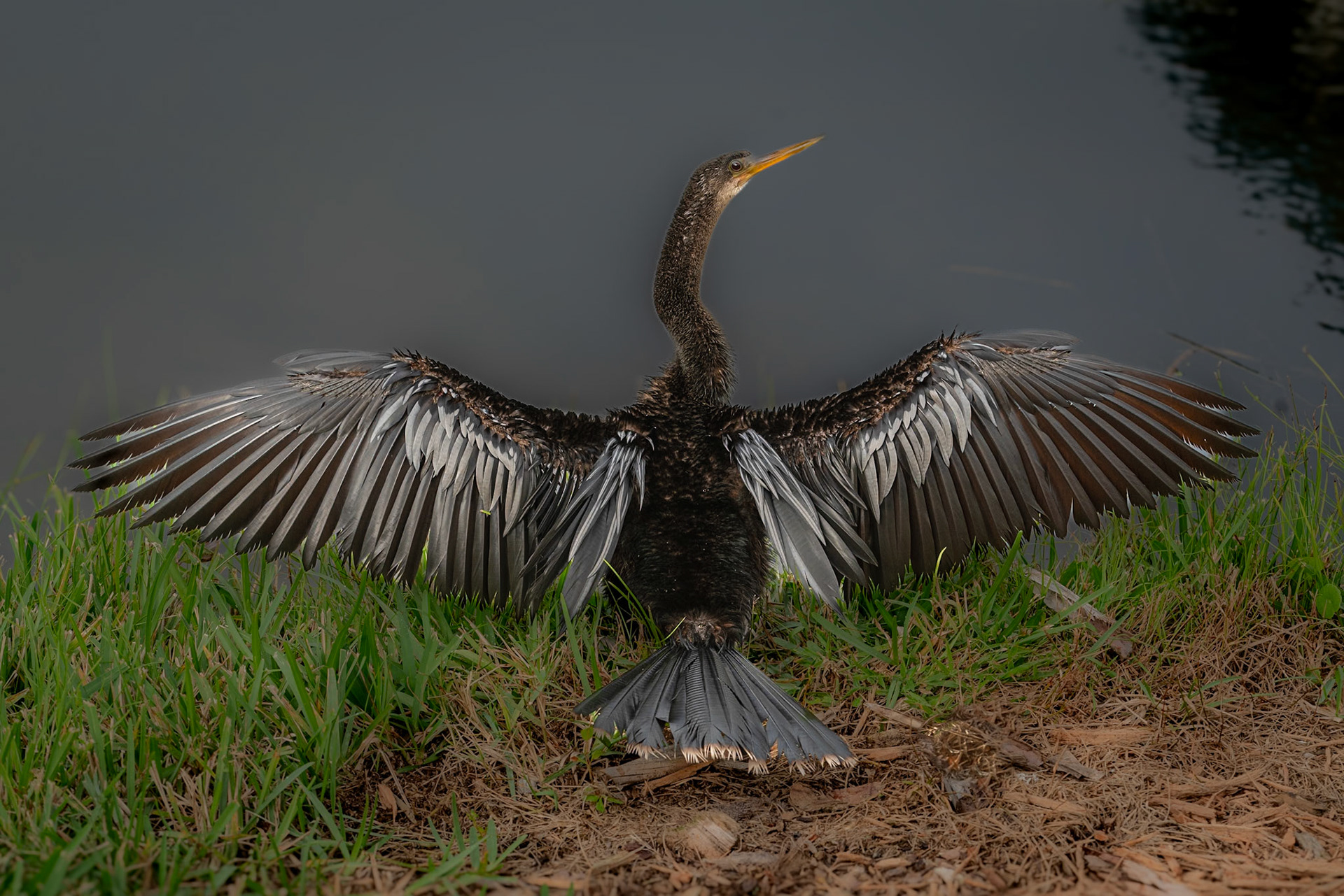 Anhinga