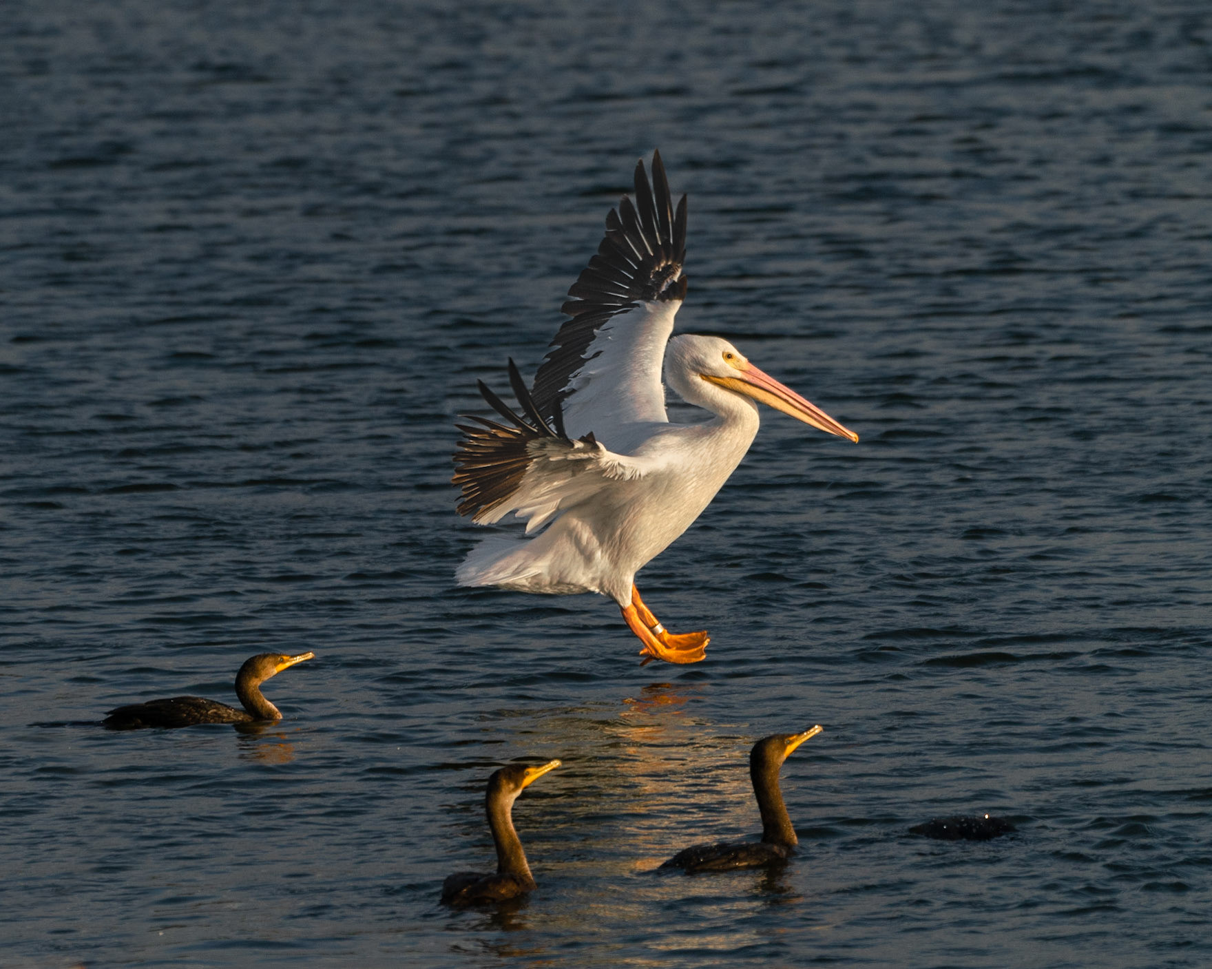 White Pelican
