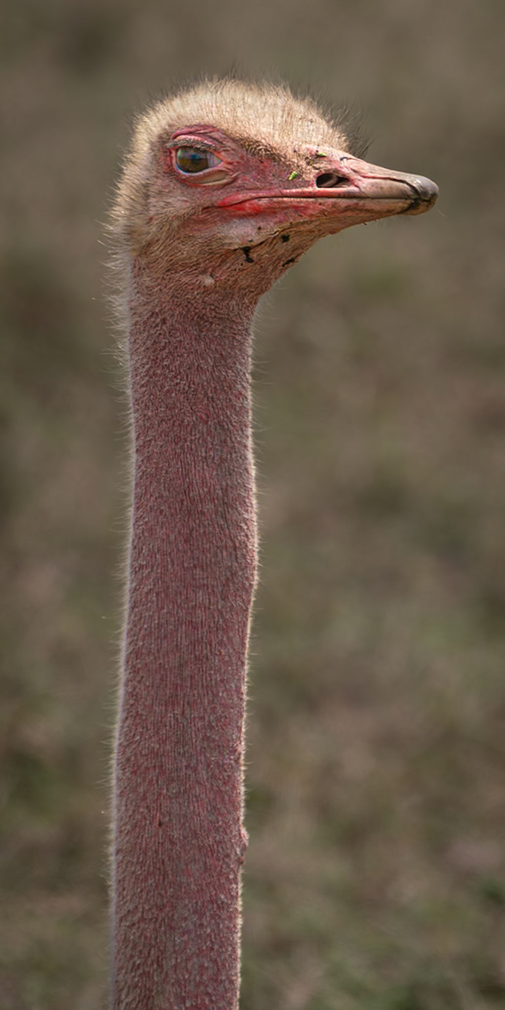 Ostrich