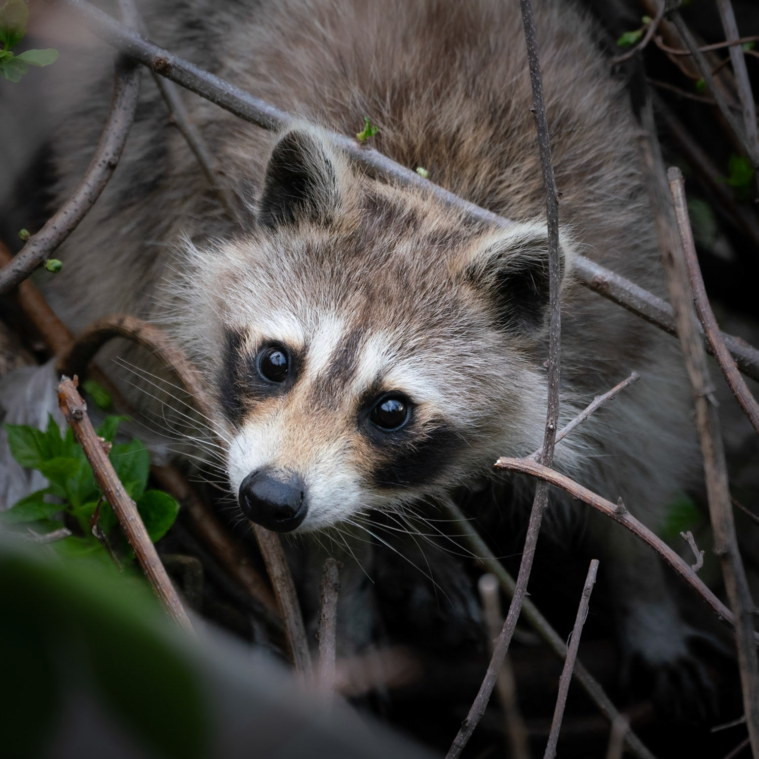 Racoon, Fort Tryon Park
