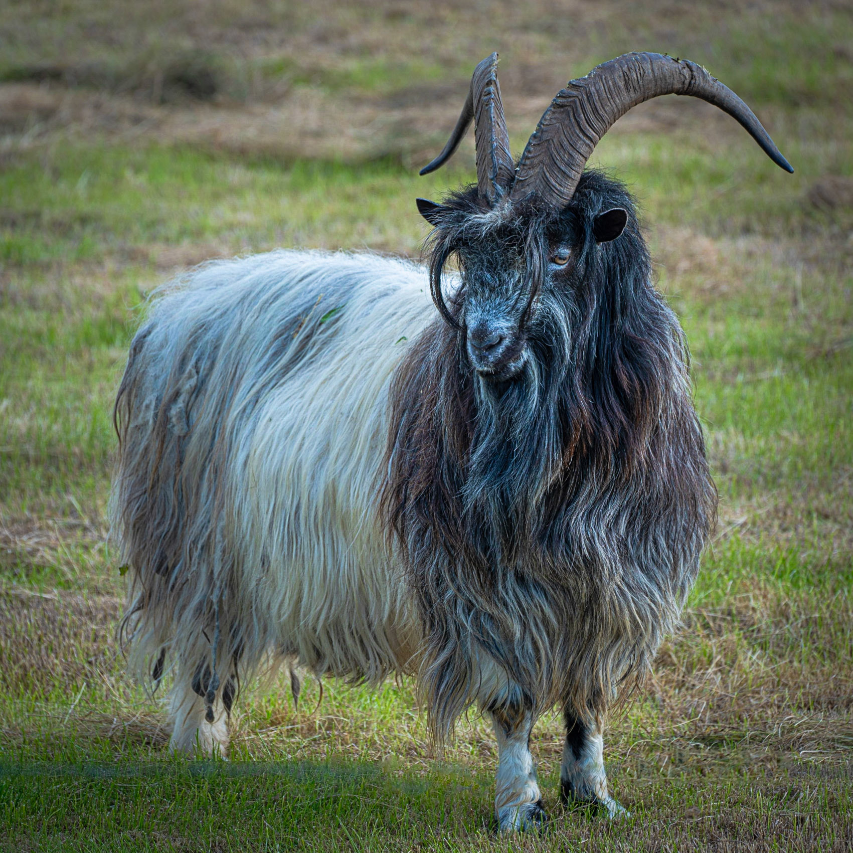 Iceland Goat