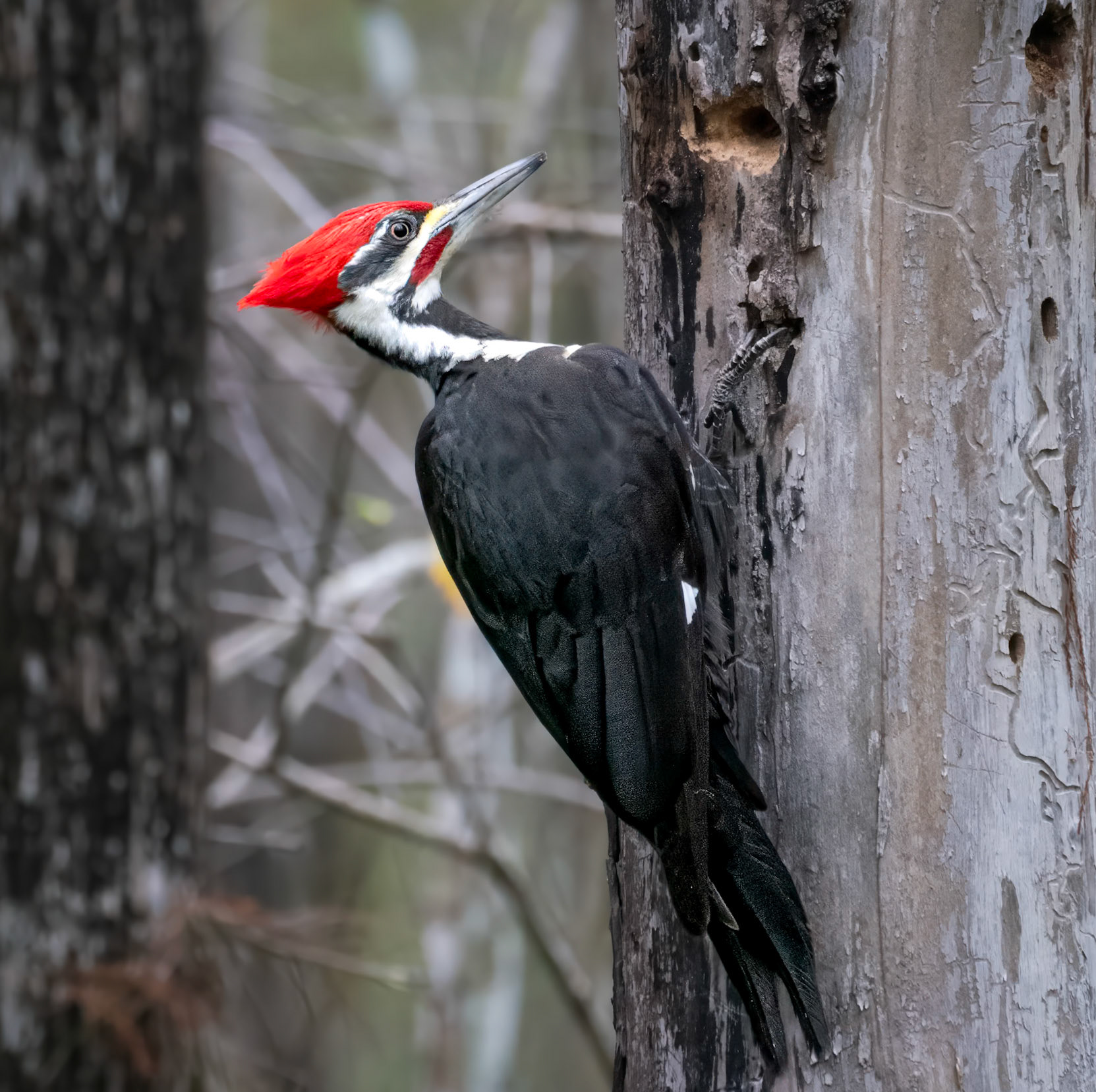 Piliated Woodpecker