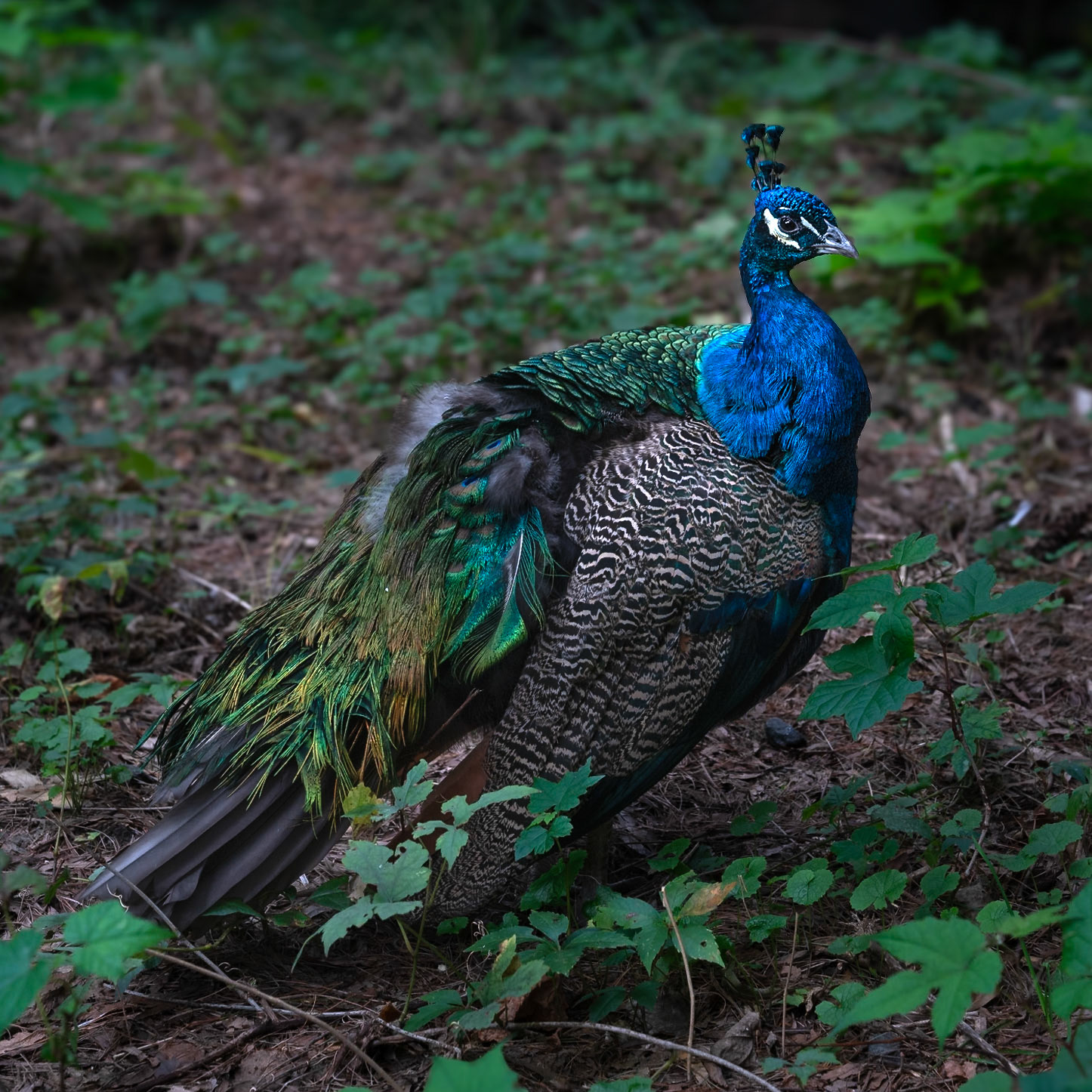 Indian Blue Peafowl