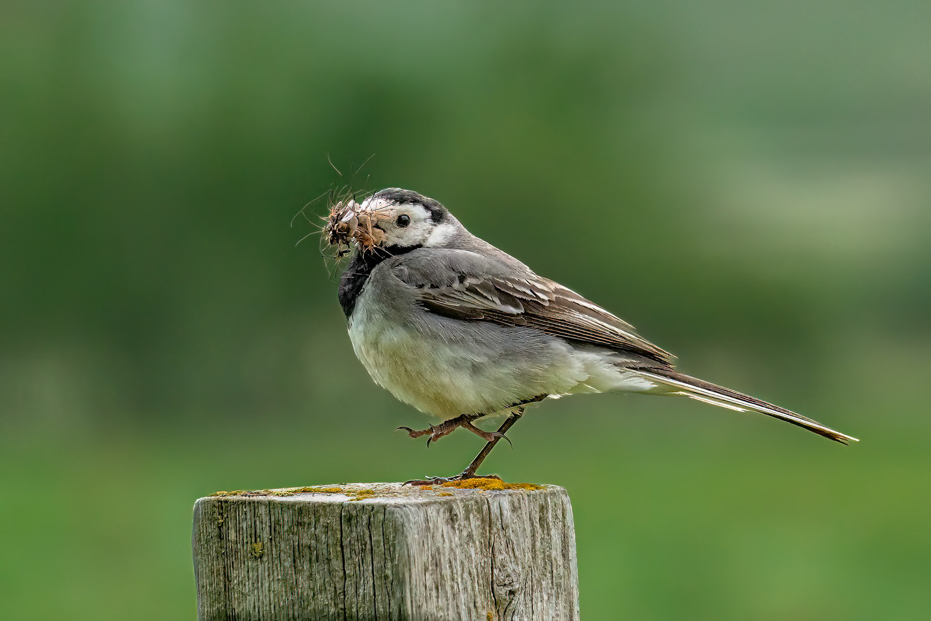 Wagtail