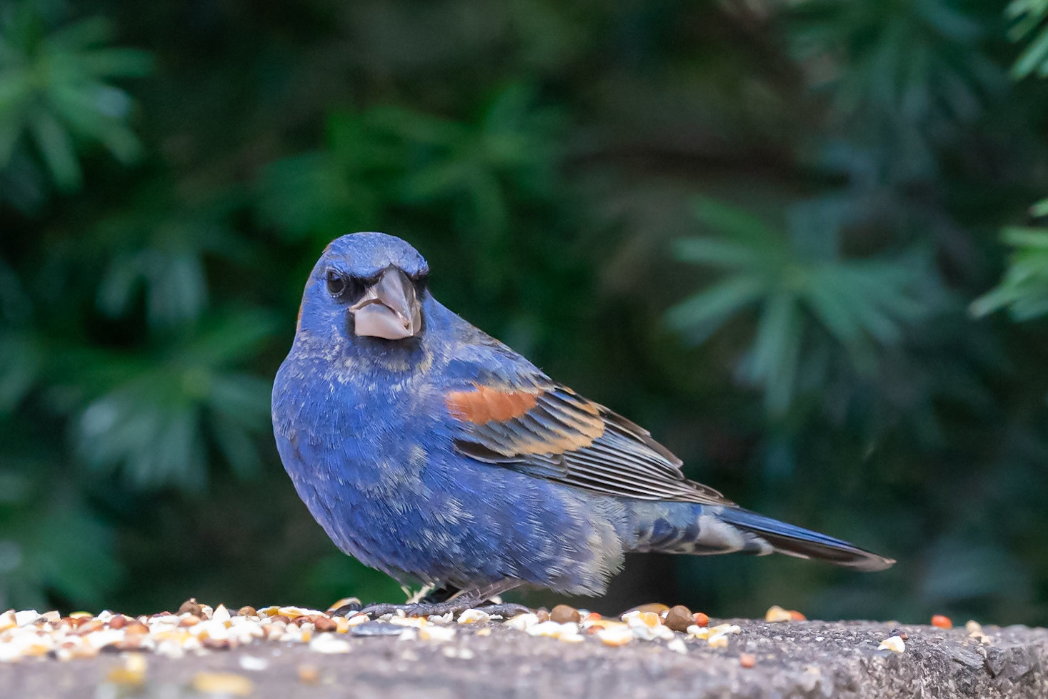 Blue Grosbeak