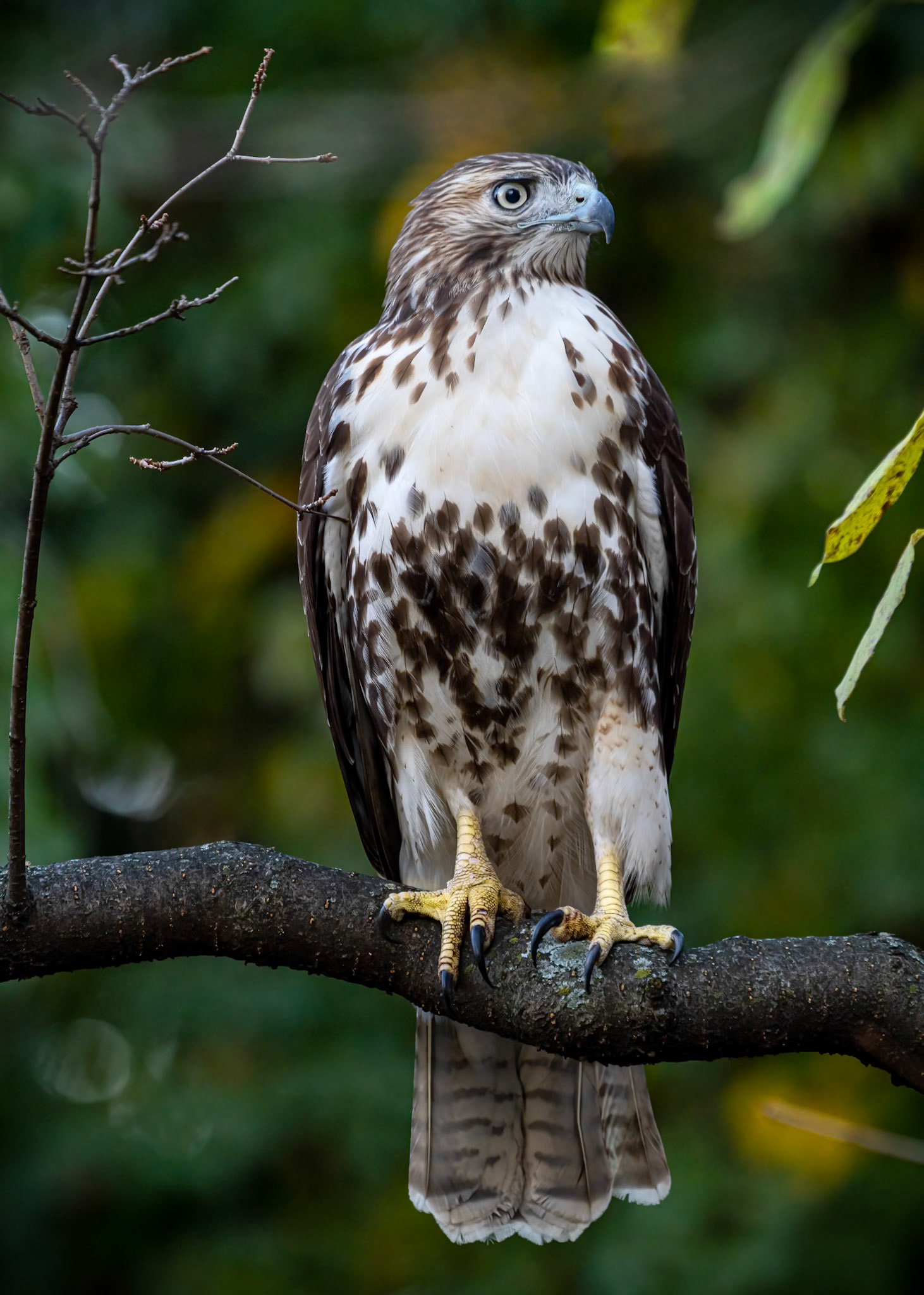 Cooper's Hawk