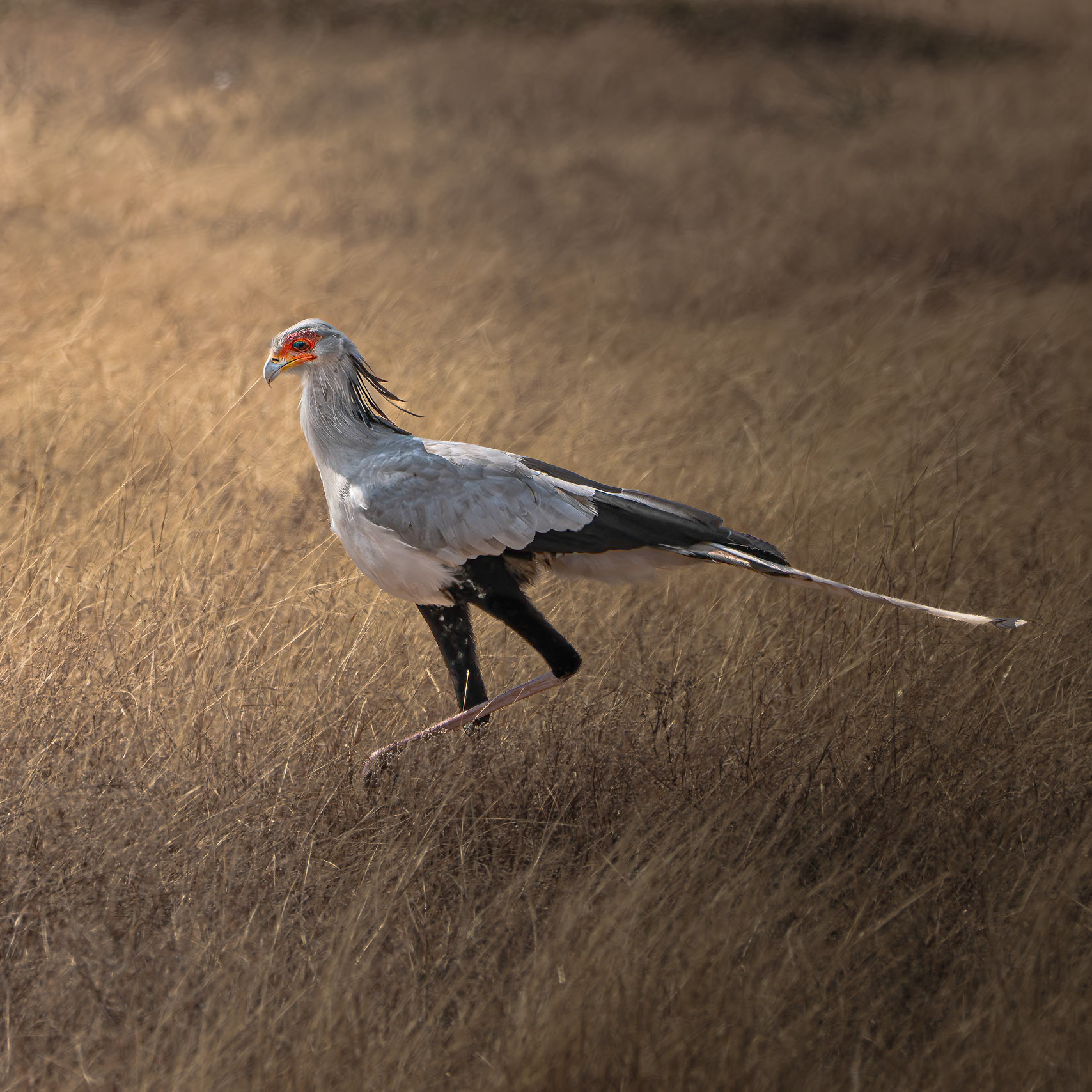 Secretary Bird