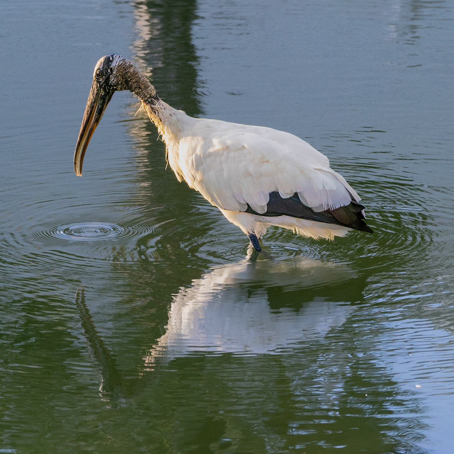 Wood Stork