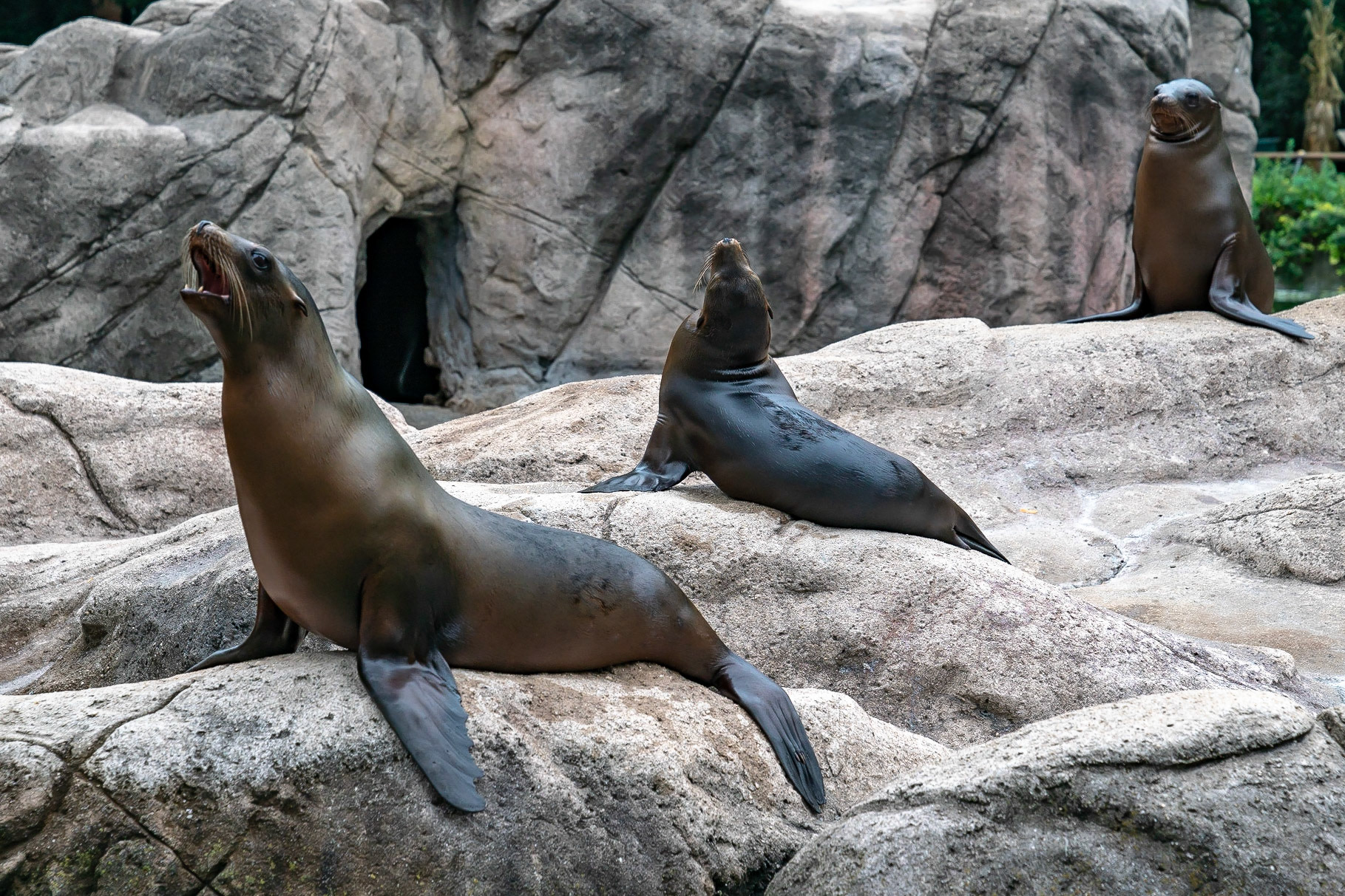 Sea Lion