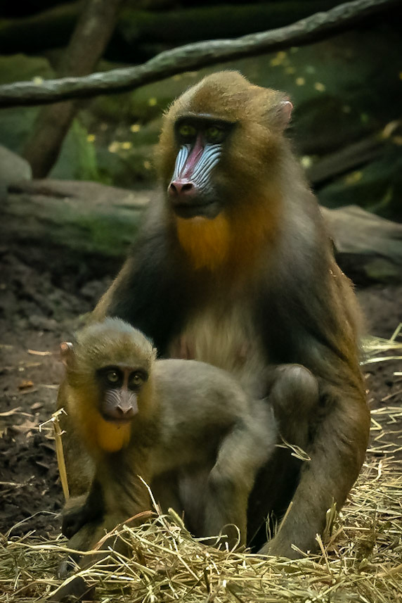 Mandrill