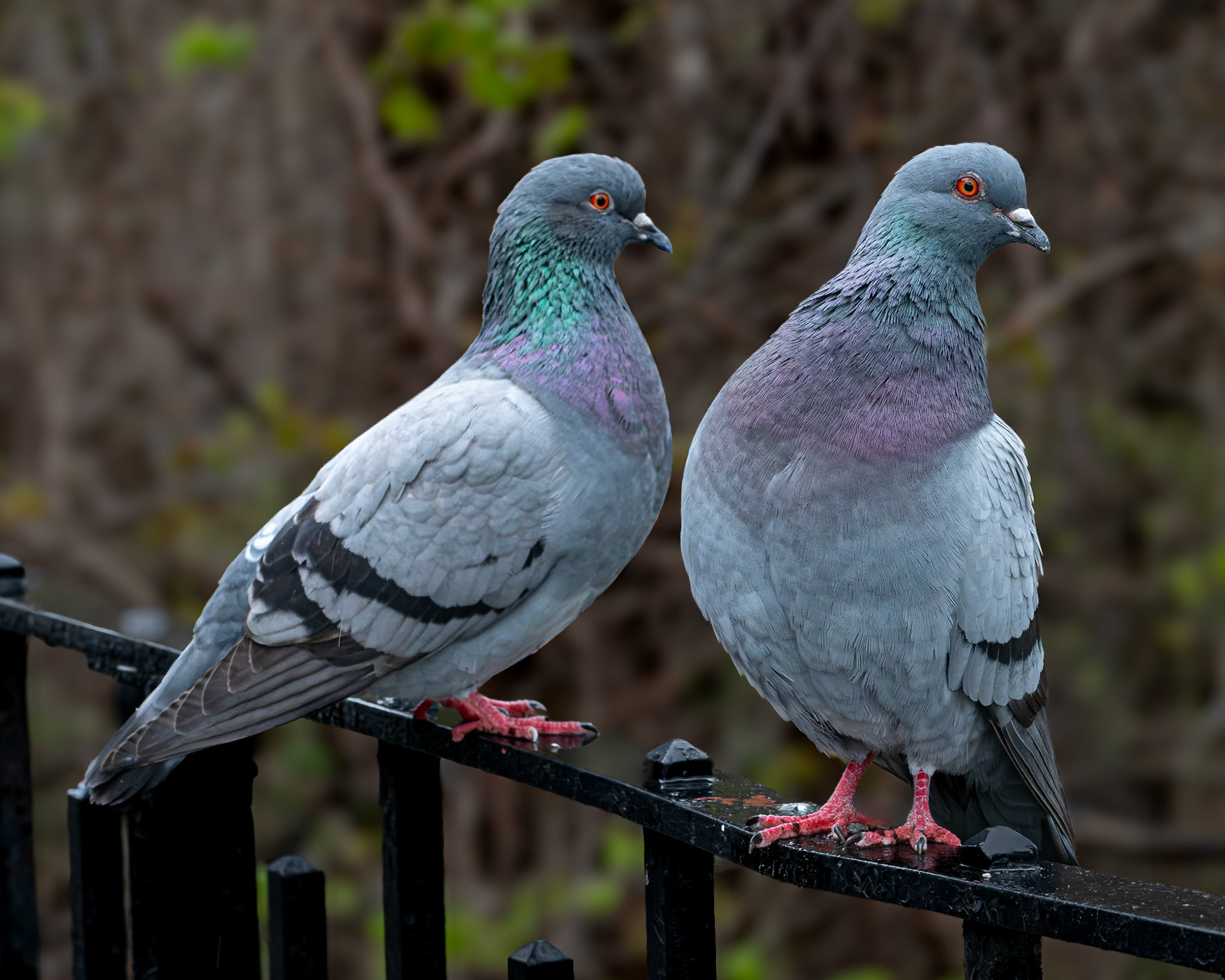 Rock Dove (New Yorkers)