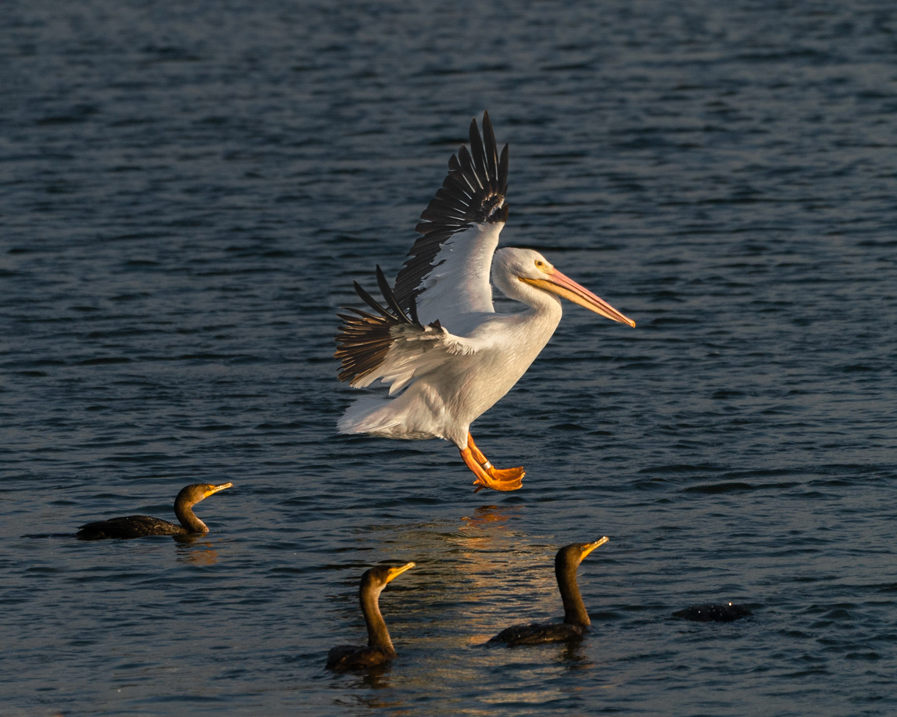 White Pelican