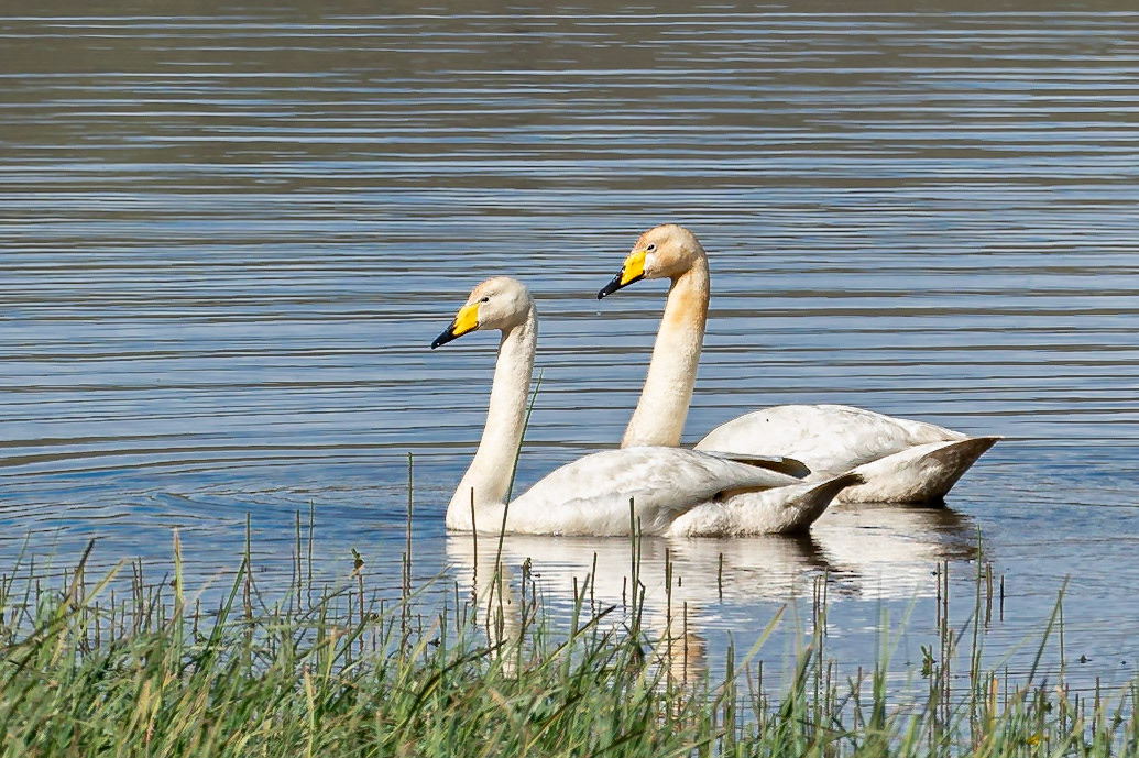 Swans