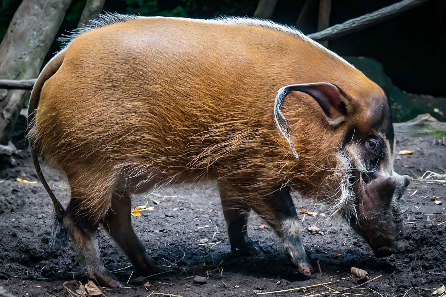 Red River Hog