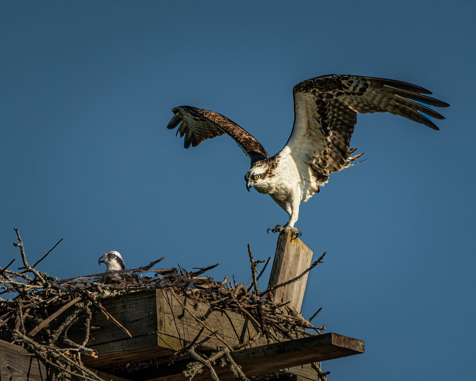 Osprey