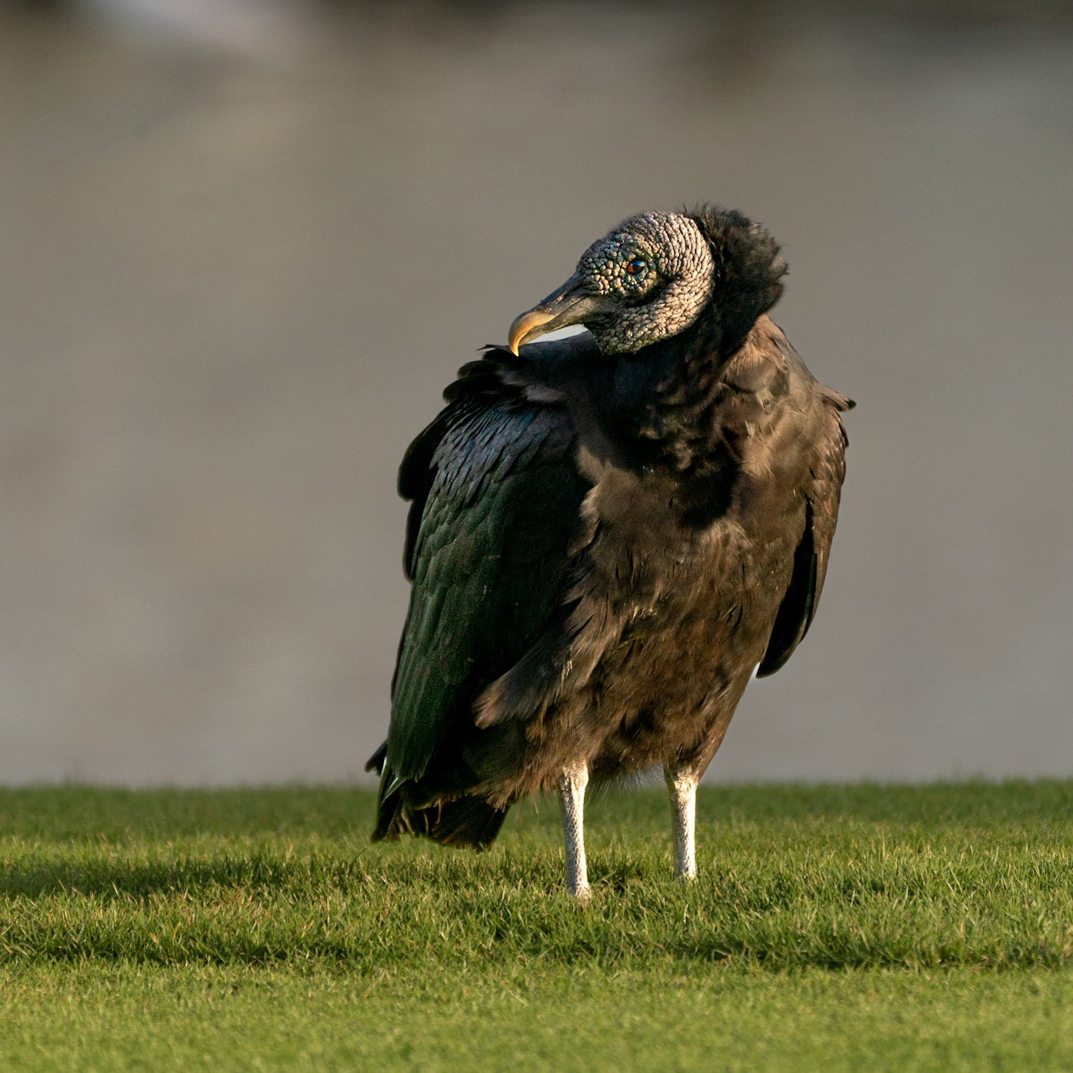 Black Vulture
